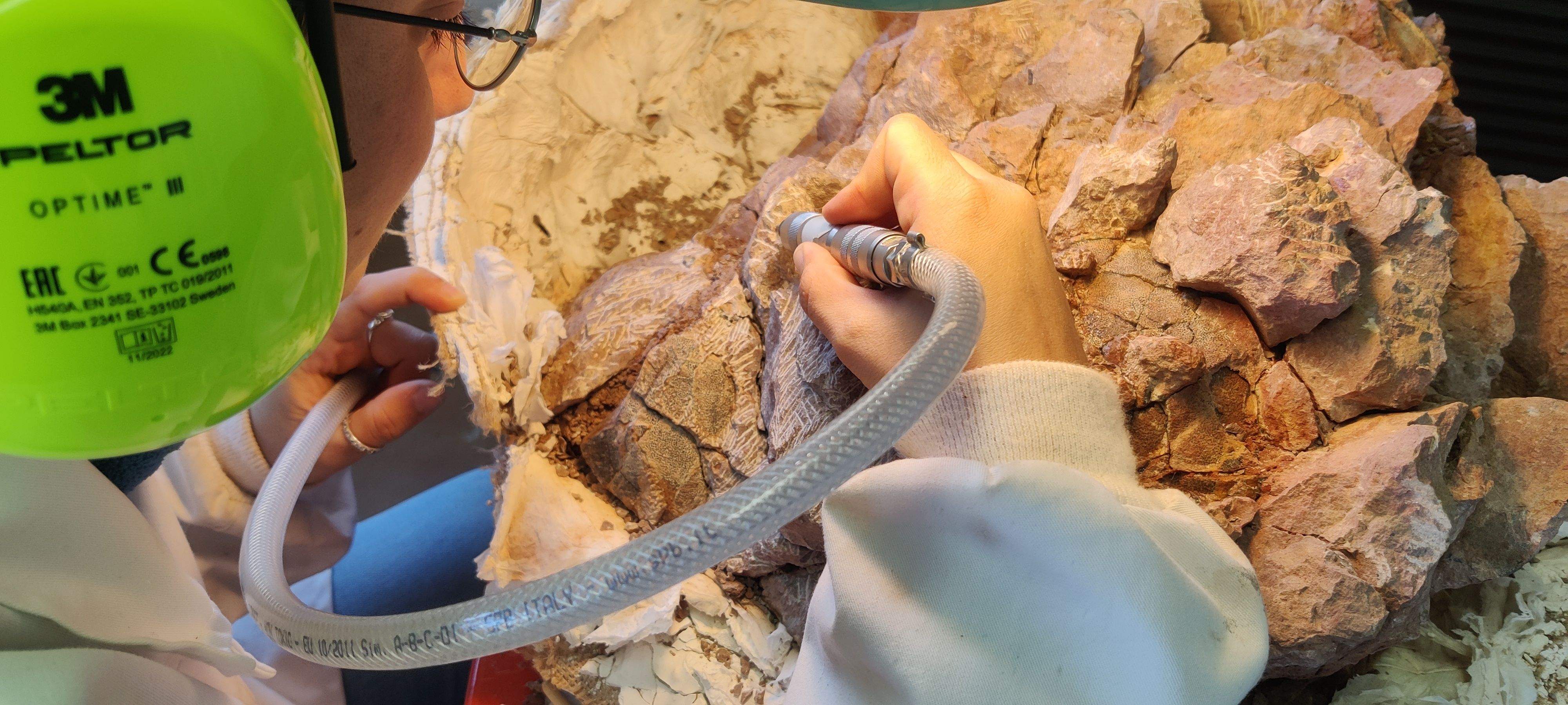 Actividad en el Laboratorio Paleontológico de Loarre. 