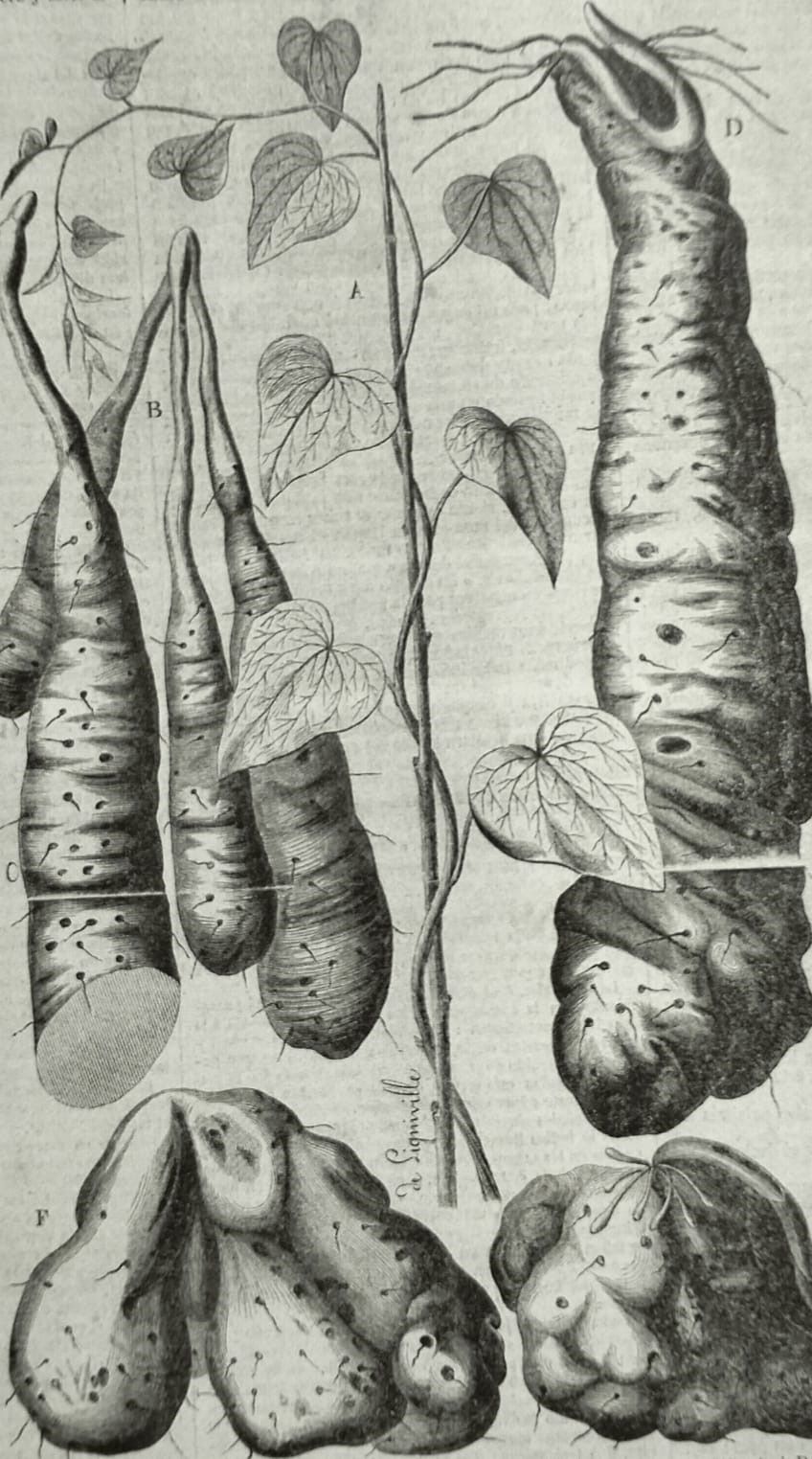  Ilustración de 1856 publicada en El Correo de Ultramar de un tubérculo de la misma familia que estas catedrales biológicas: borderea chouardii