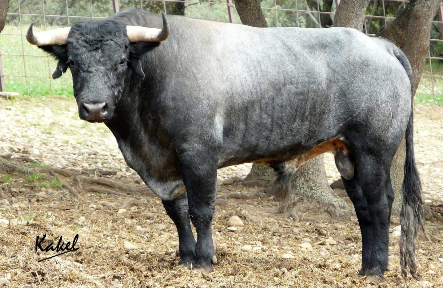 Toros de Los Maños que serán lidiados por Ferrera, Garrido y Fonseca el día 10 en Huesca. Foto Kakel
