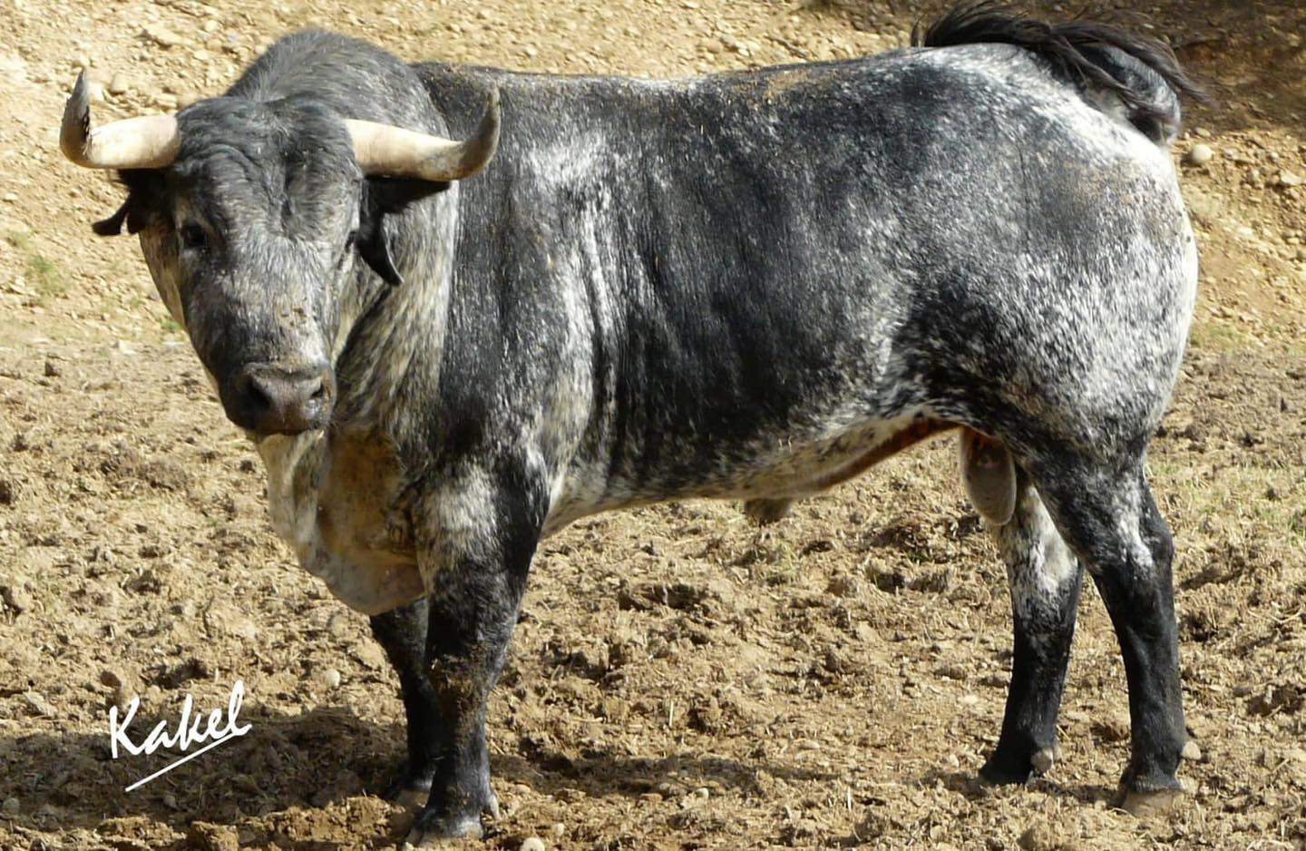 Toros de Los Maños que serán lidiados por Ferrera, Garrido y Fonseca el día 10 en Huesca. Foto Kakel