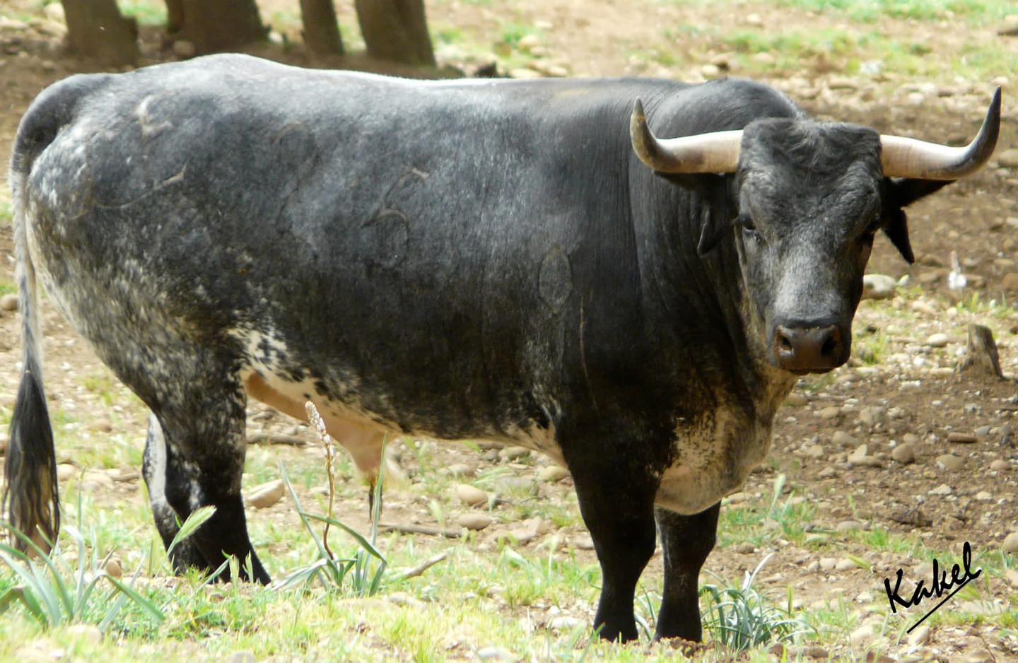 Toros de Los Maños que serán lidiados por Ferrera, Garrido y Fonseca el día 10 en Huesca. Foto Kakel