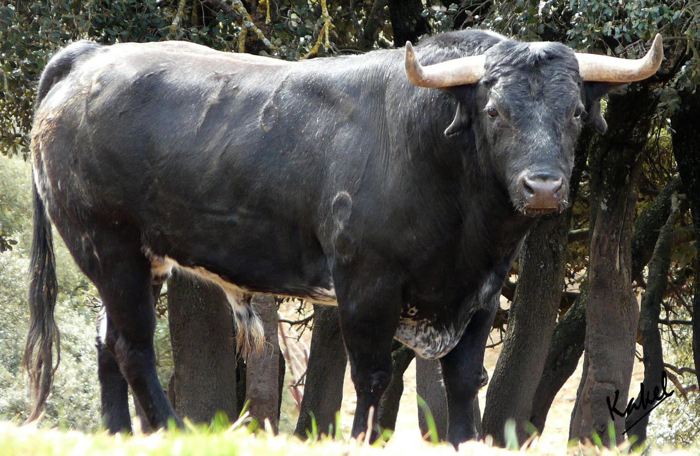 Toros de Los Maños que serán lidiados por Ferrera, Garrido y Fonseca el día 10 en Huesca. Foto Kakel