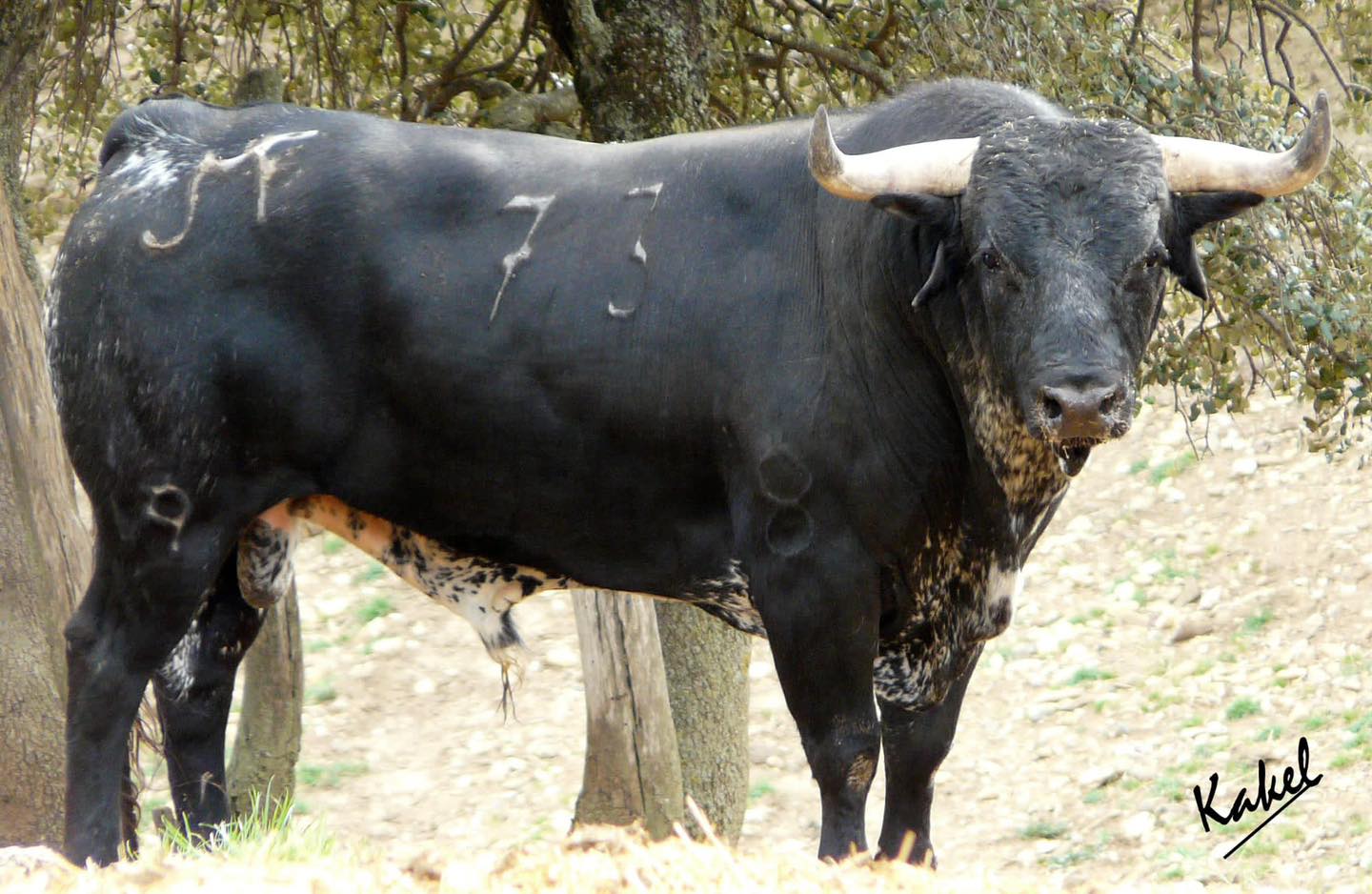 Toros de Los Maños que serán lidiados por Ferrera, Garrido y Fonseca el día 10 en Huesca. Foto Kakel