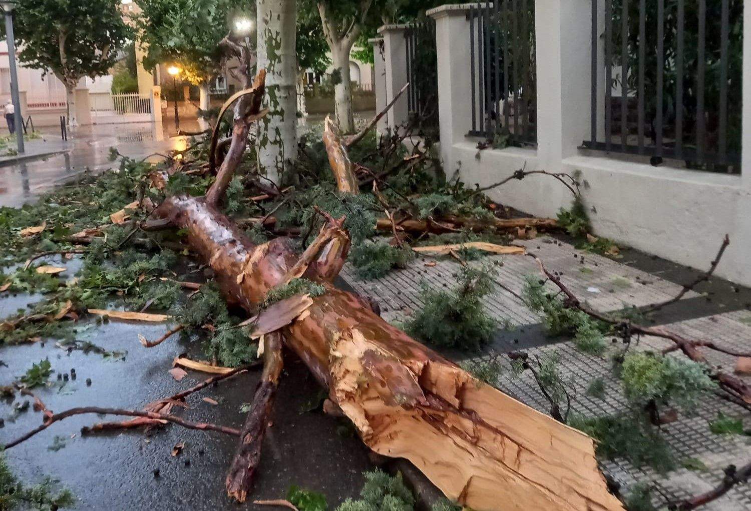 Árbol caído junto a la Subdelegación de Defensa en Huesca.