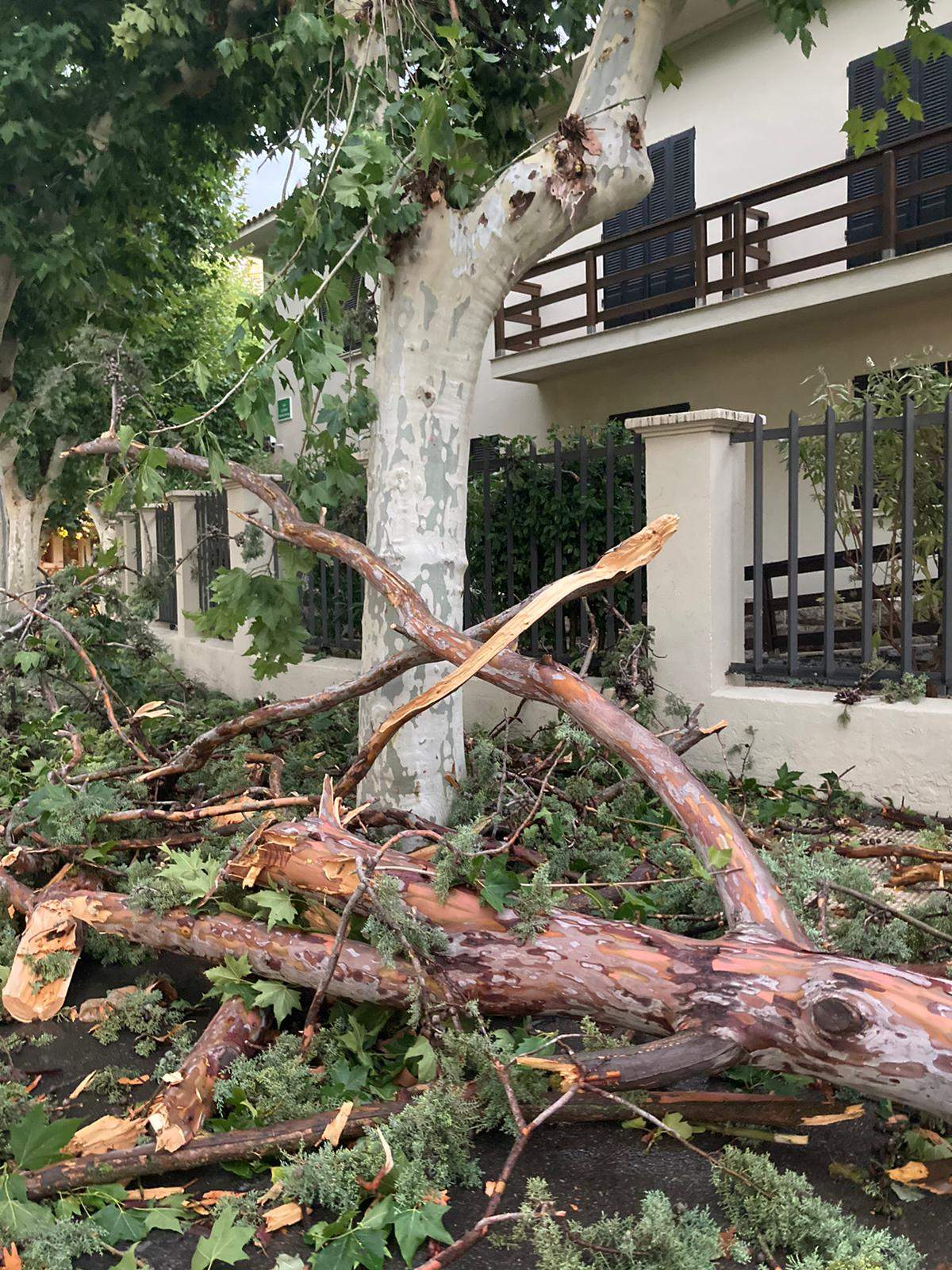Efectos de la tormenta acompañada de fuerte viento que se ha registrado en Huesca.