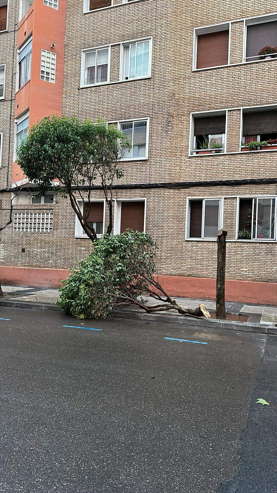 Efectos de la tormenta acompañada de fuerte viento que se ha registrado en Huesca.