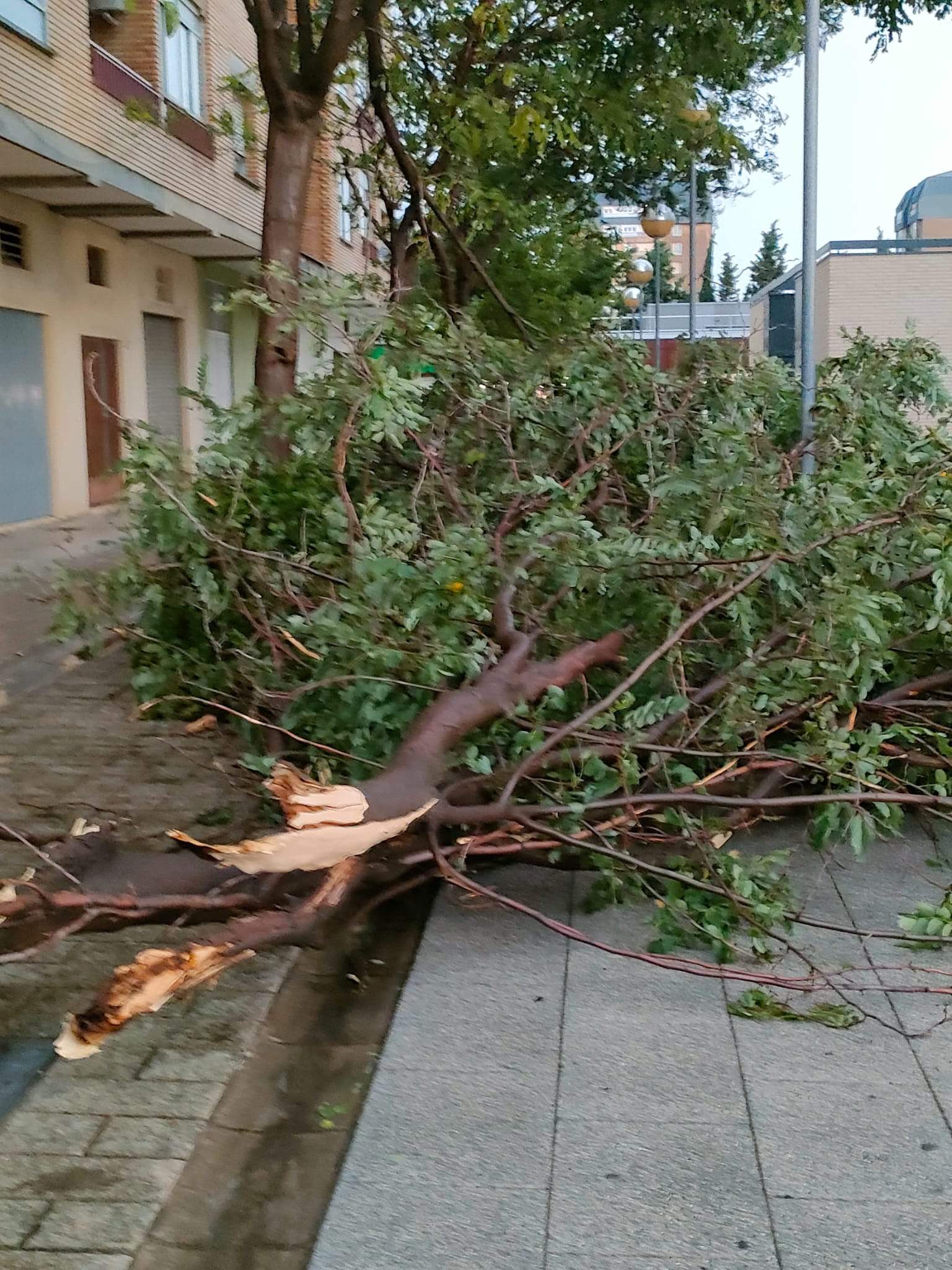 Efectos de la tormenta acompañada de fuerte viento que se ha registrado en Huesca.