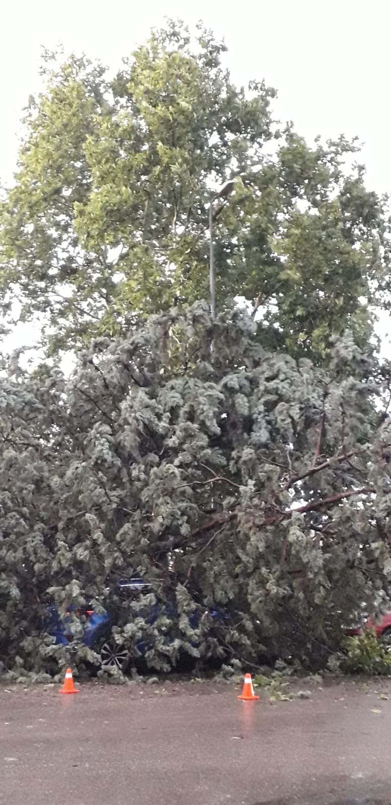Efectos de la tormenta acompañada de fuerte viento que se ha registrado en Huesca.