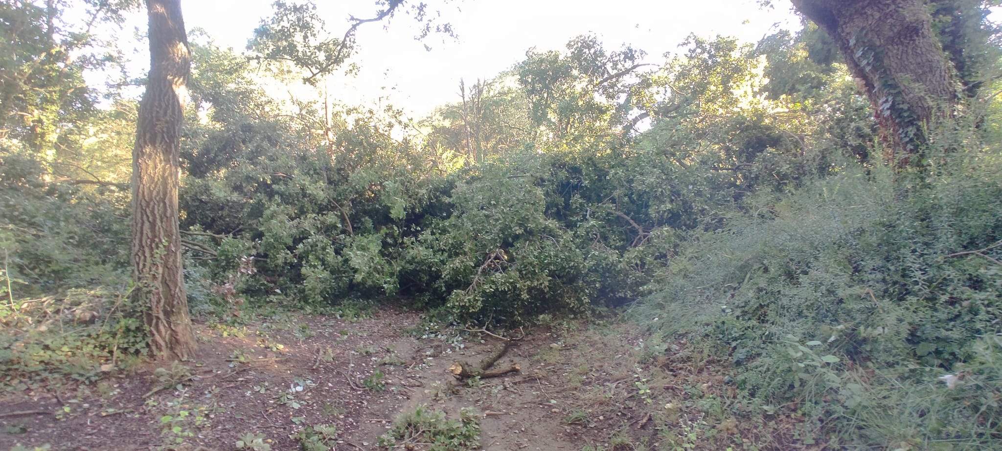 Efectos de la tormenta acompañada de fuerte viento que se ha registrado en Huesca.