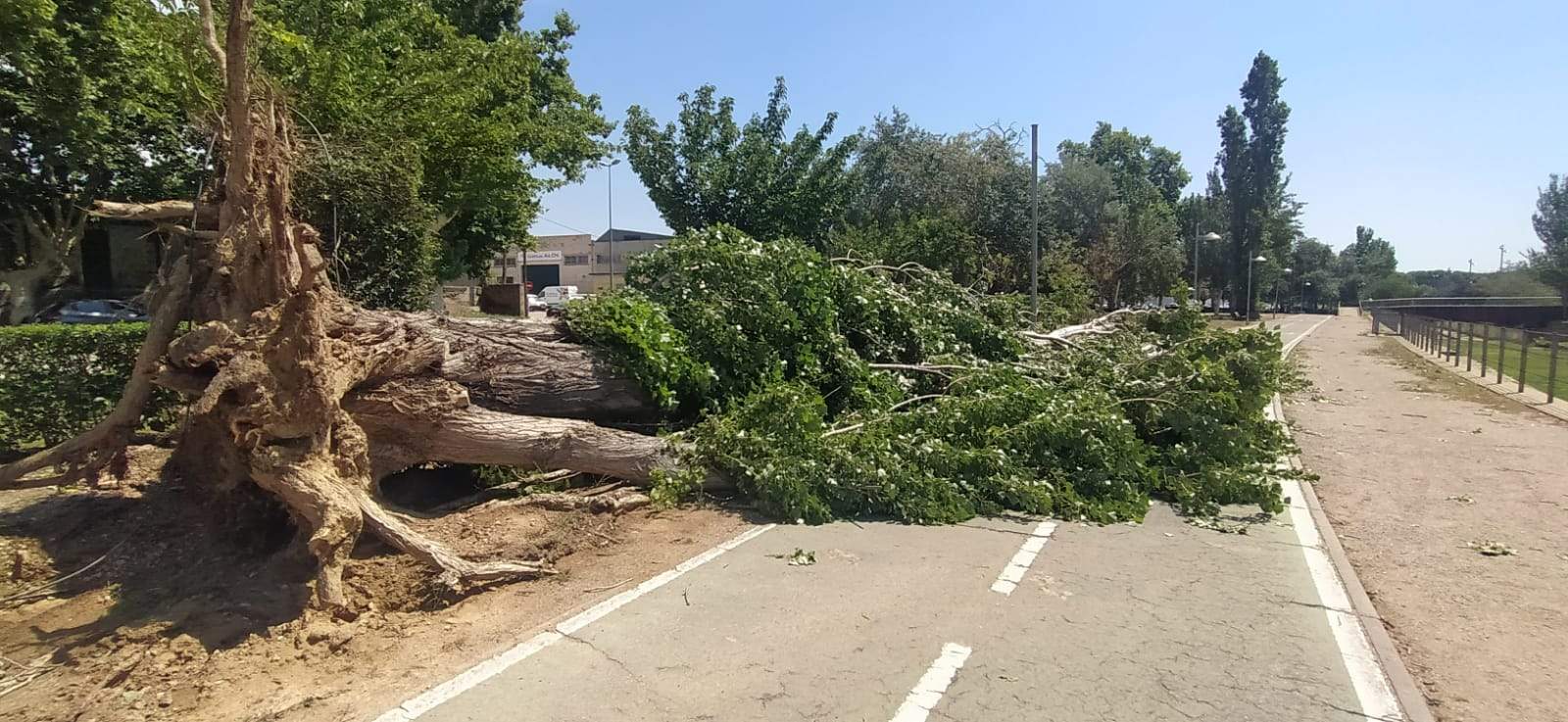 Afecciones de la tormenta de este jueves en Huesca. Foto Joaquín Santafé