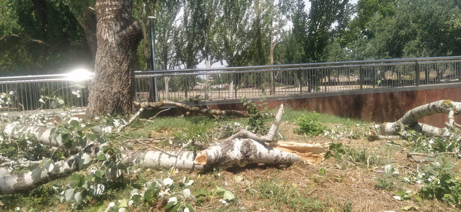 Afecciones de la tormenta de este jueves en Huesca. Foto Joaquín Santafé