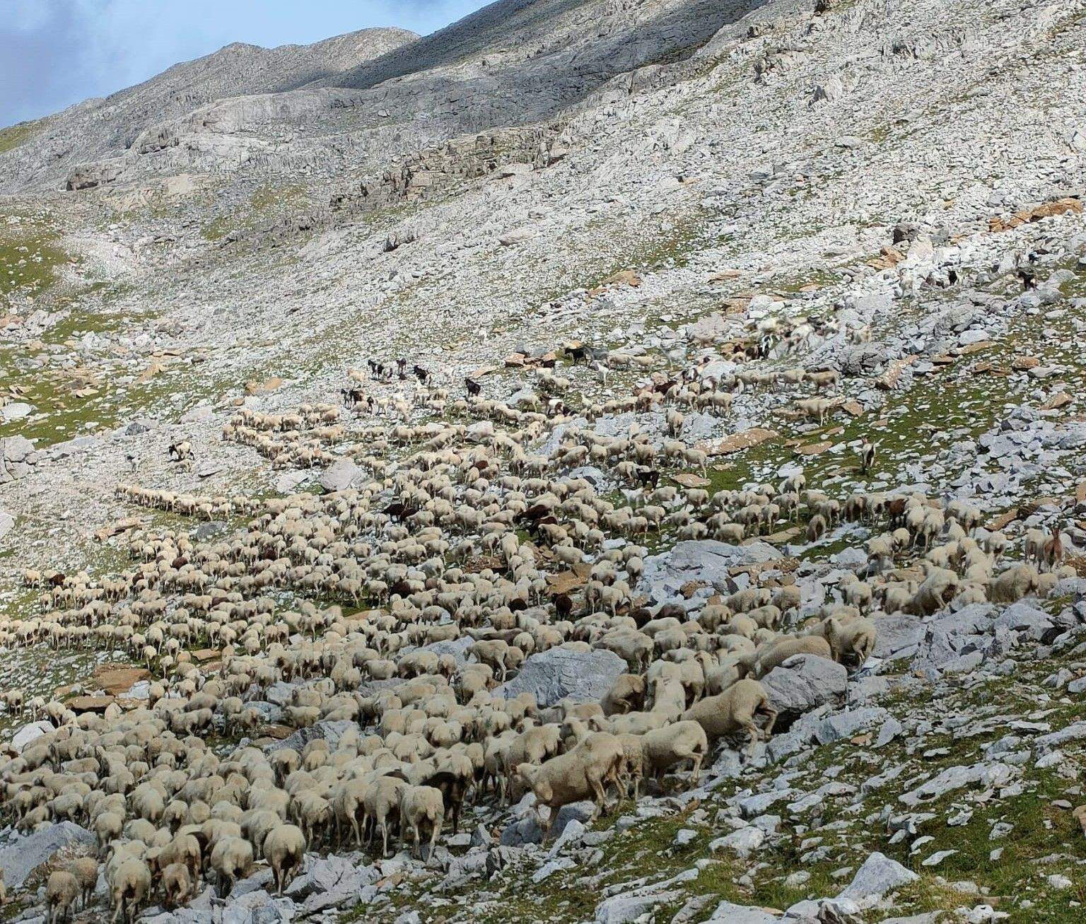 Rebaño de Domingo Laplaza en los montes de Alano y Petriza, en Hecho, donde ha sufrido varios ataques del oso.