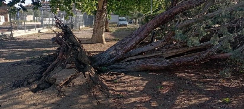 Arizónica caída en el esparcimiento canino de la calle Zaragoza