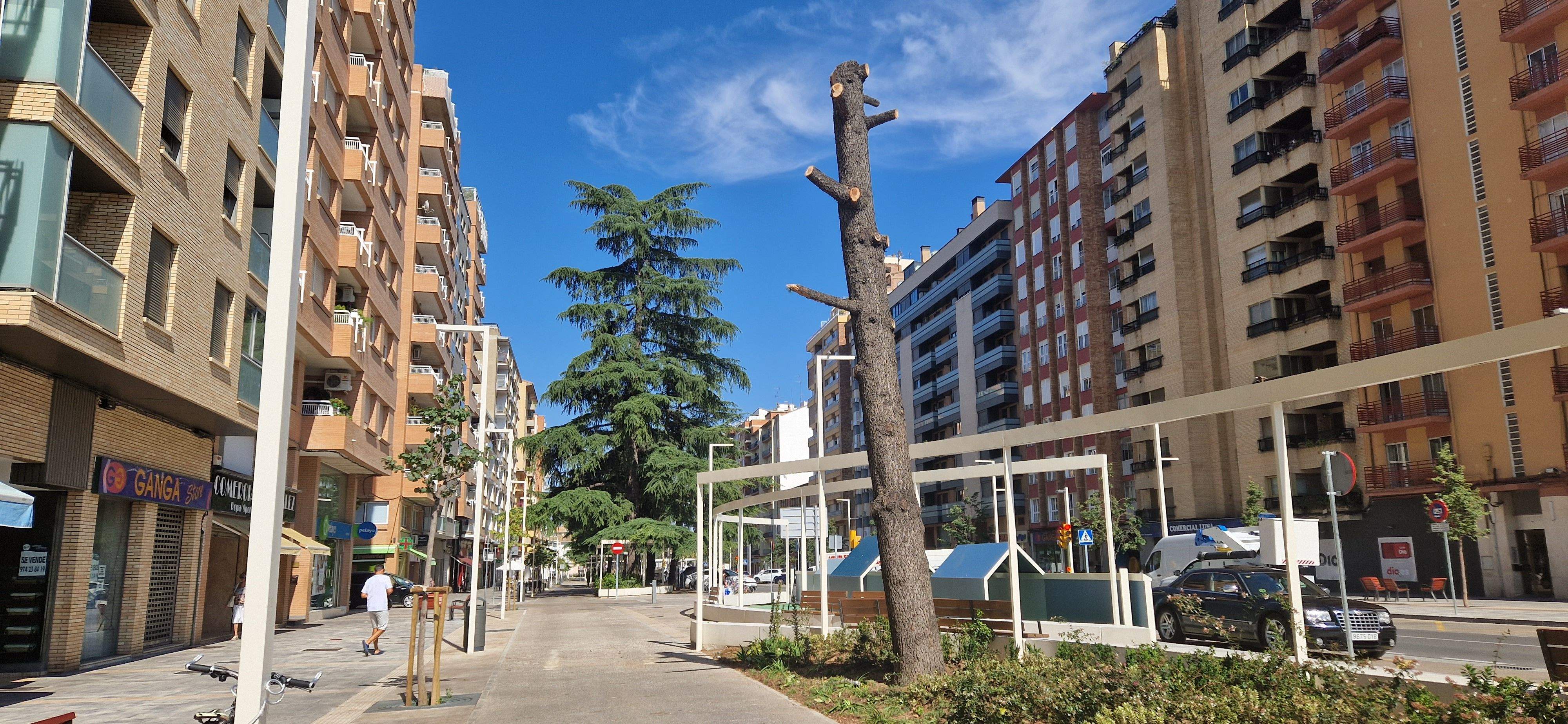 Cedro del Himalaya del Paseo Ramón y Cajal, que ha tenido que ser talado. Foto Myriam Martínez