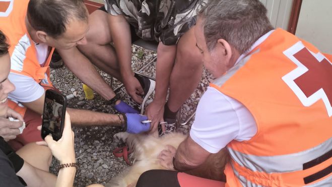 ordesa 15 perro ordesa 15 perro