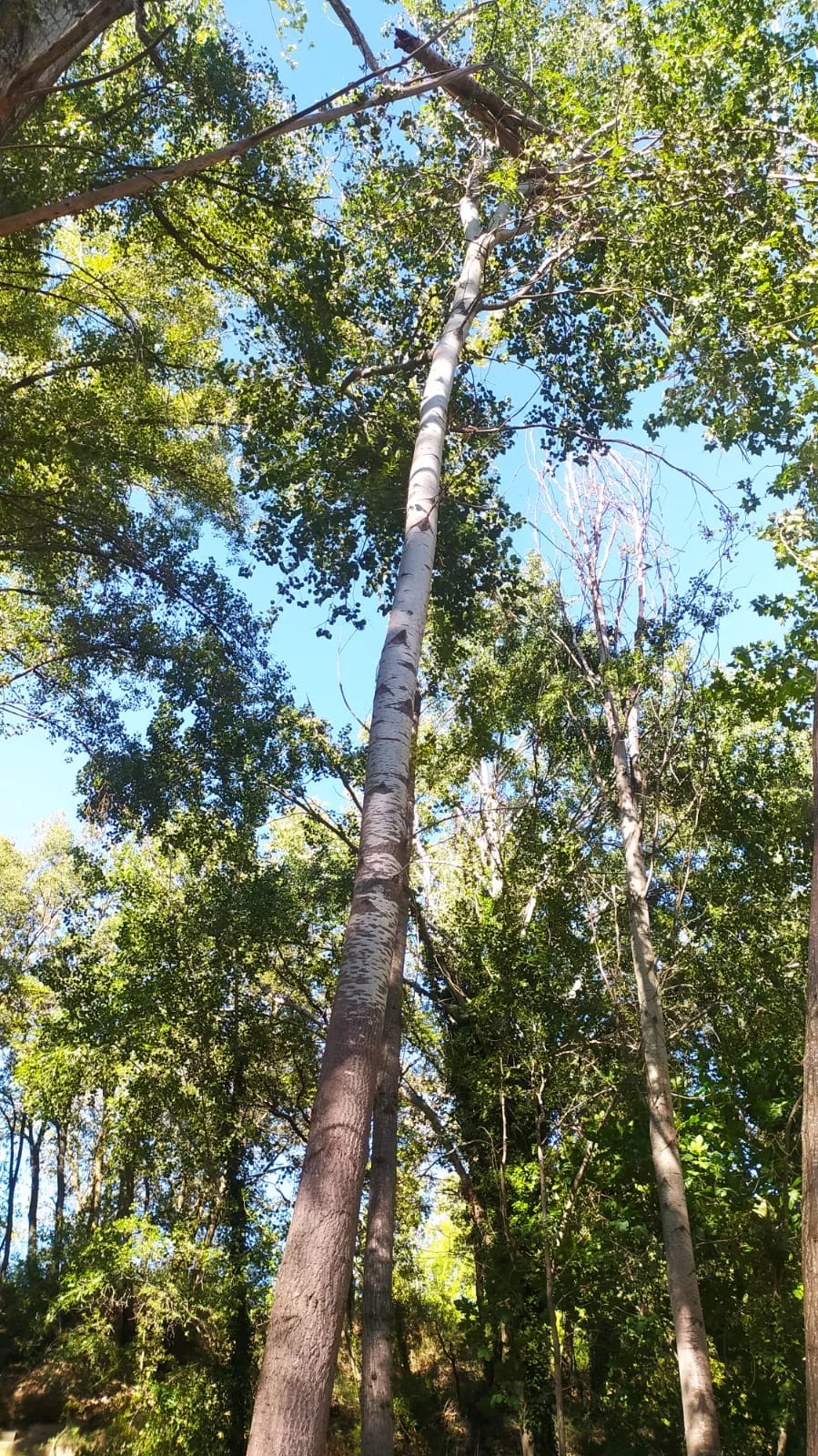 Afecciones de la tormenta en las Fuentes de Marcelo. 