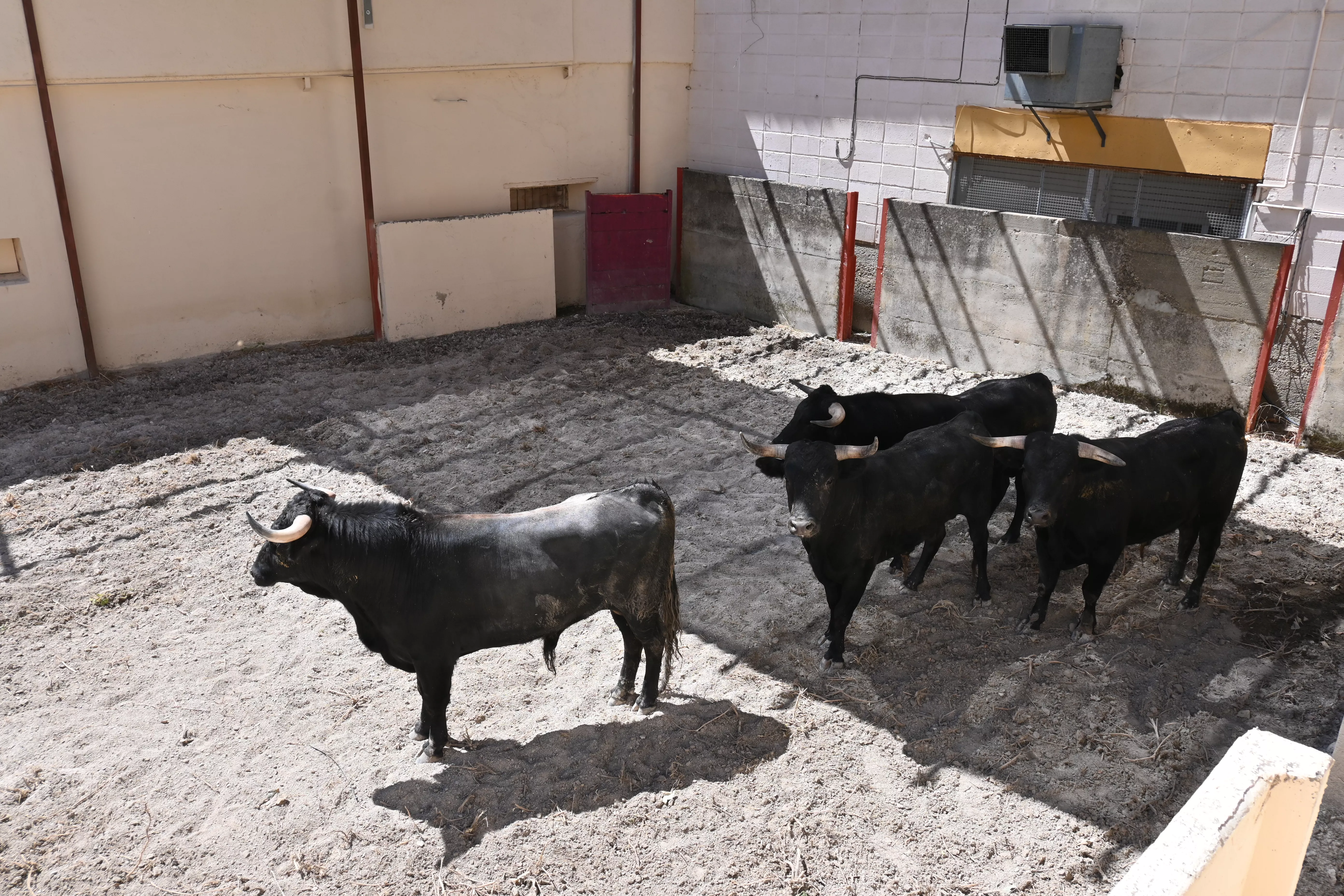 Novillos de las Hermanas Azcona. Foto: Carlos Jalle