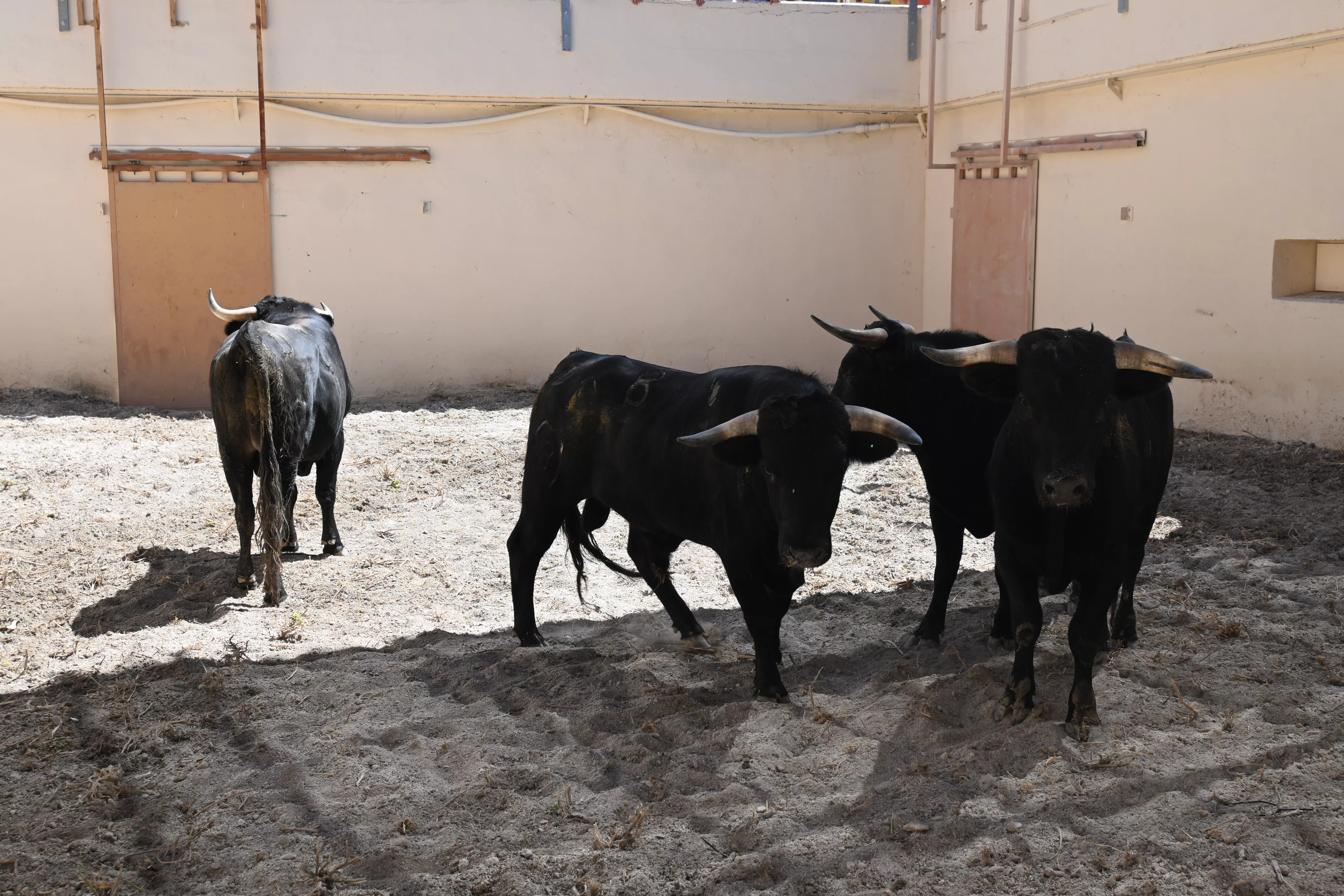 Novillos de las Hermanas Azcona. Foto: Carlos Jalle