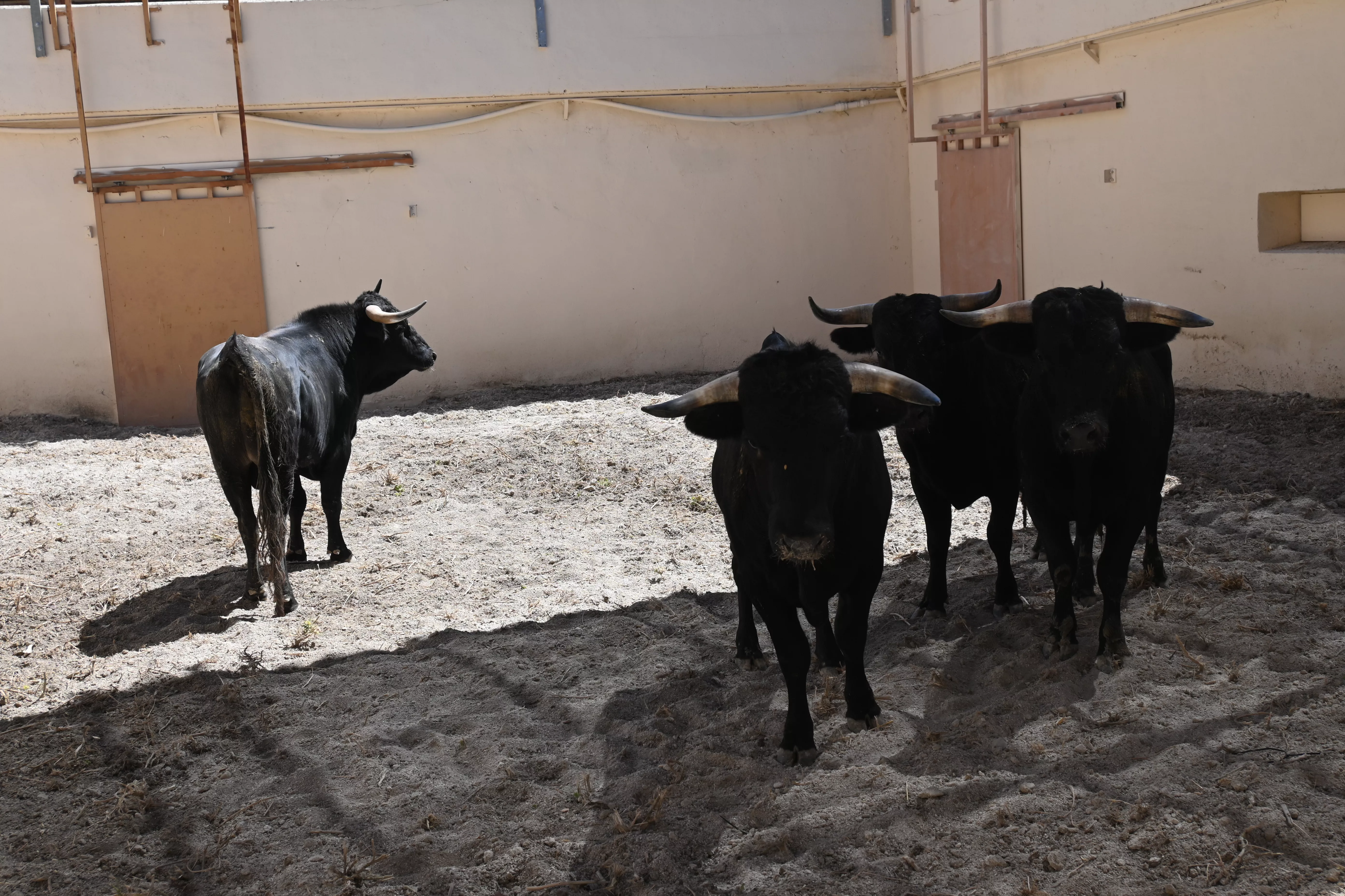 Novillos de las Hermanas Azcona. Foto: Carlos Jalle