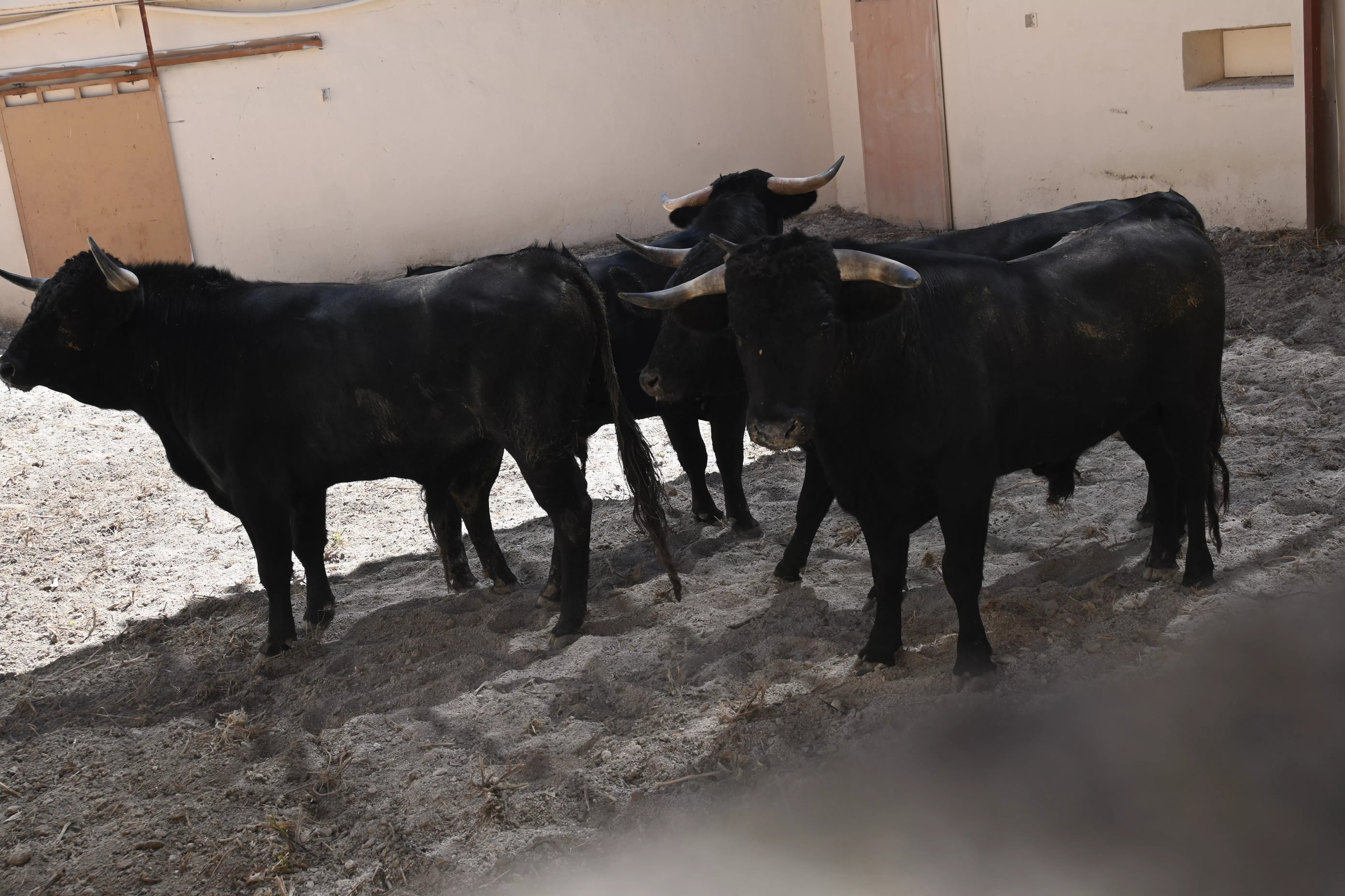 Novillos de las Hermanas Azcona. Foto: Carlos Jalle