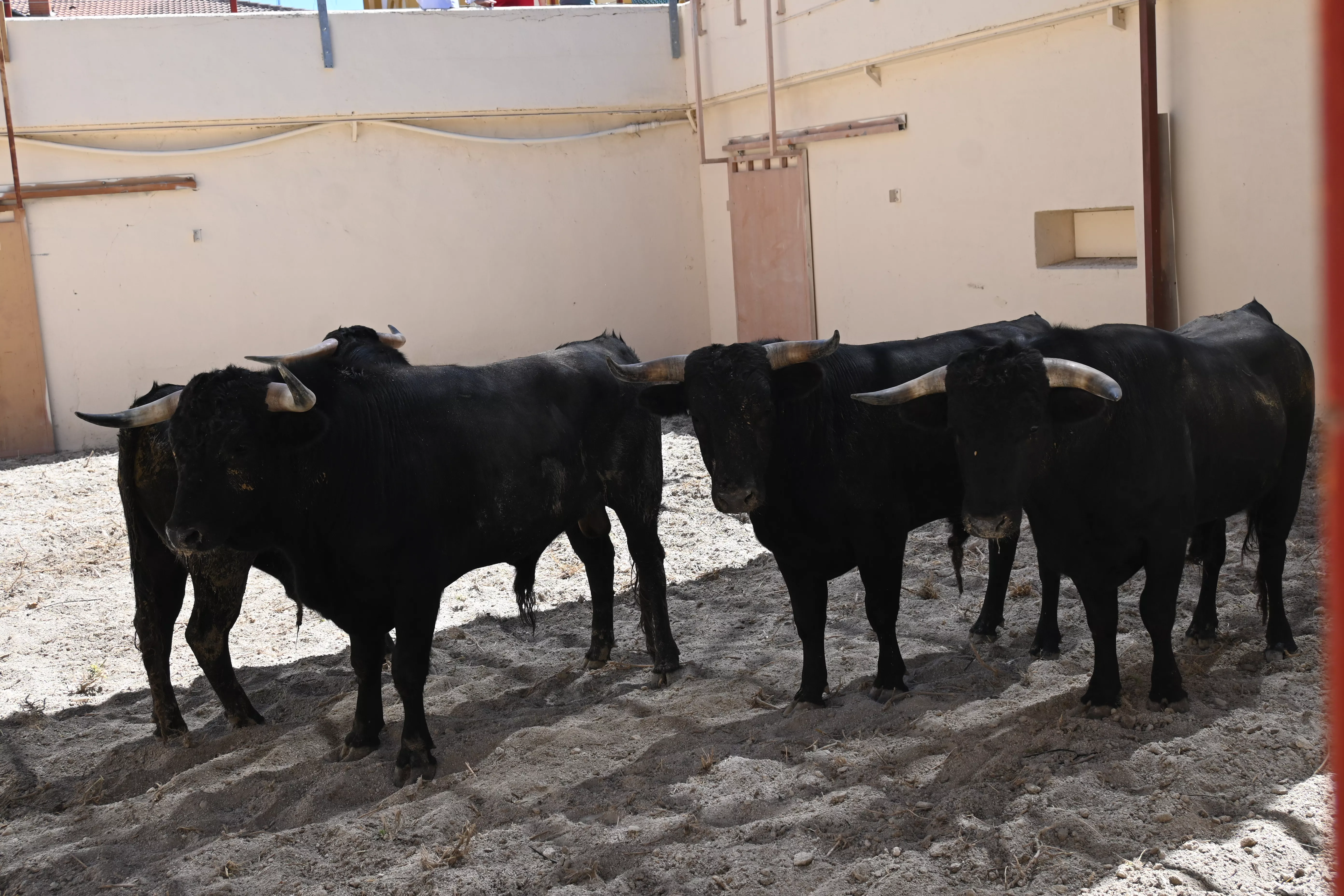 Novillos de las Hermanas Azcona. Foto: Carlos Jalle