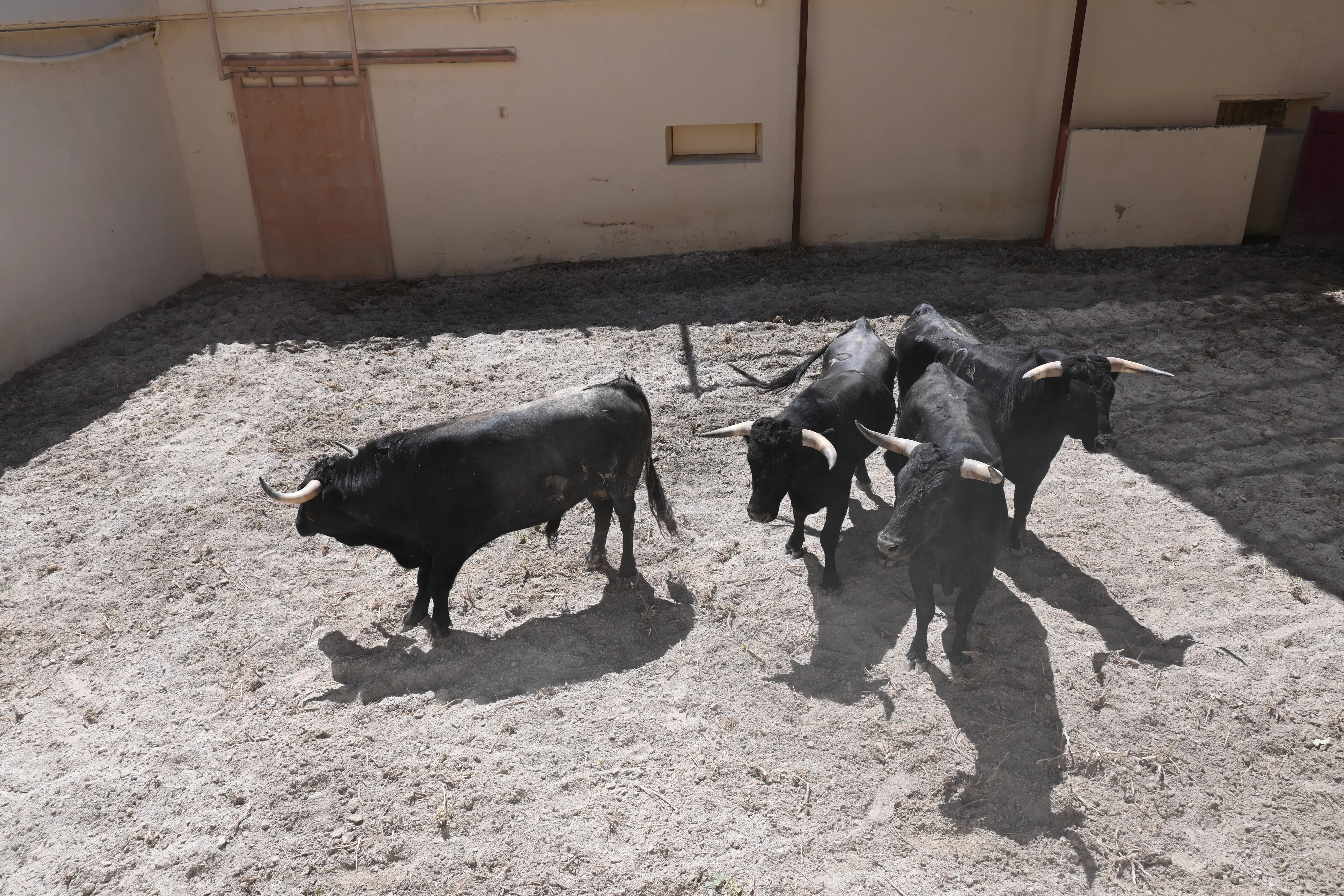 Novillos de las Hermanas Azcona. Foto: Carlos Jalle
