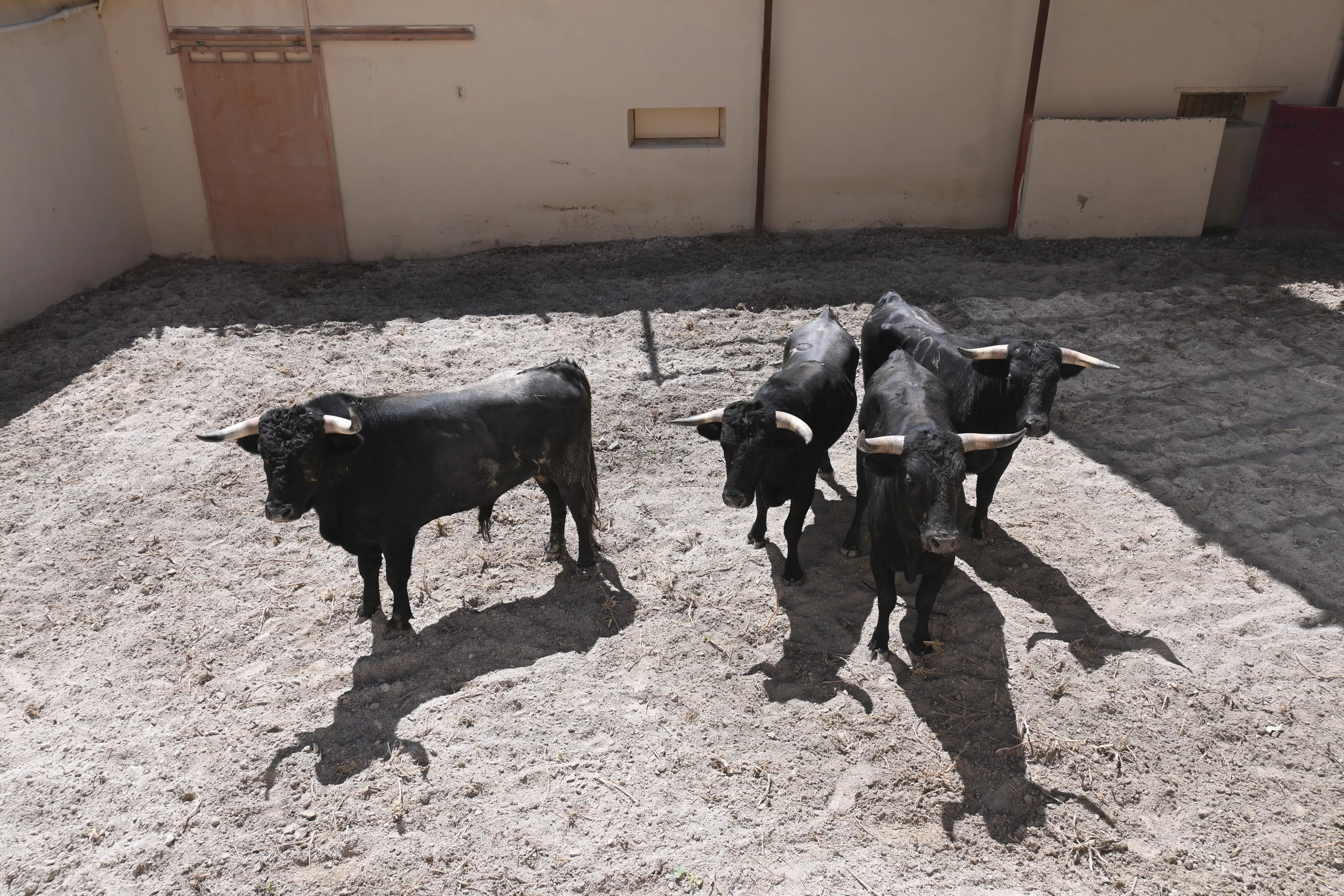 Novillos de las Hermanas Azcona. Foto: Carlos Jalle