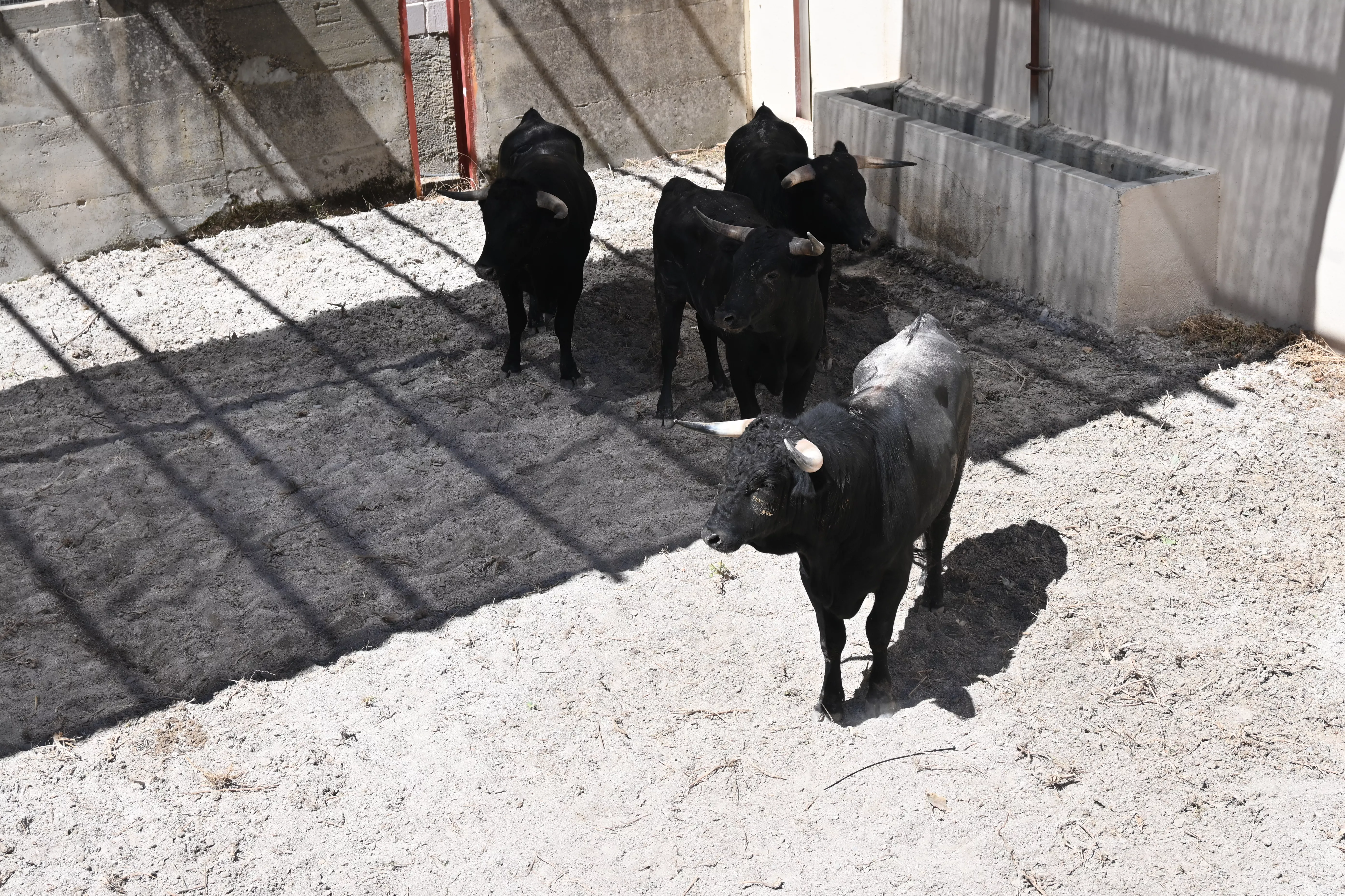 Novillos de las Hermanas Azcona. Foto: Carlos Jalle