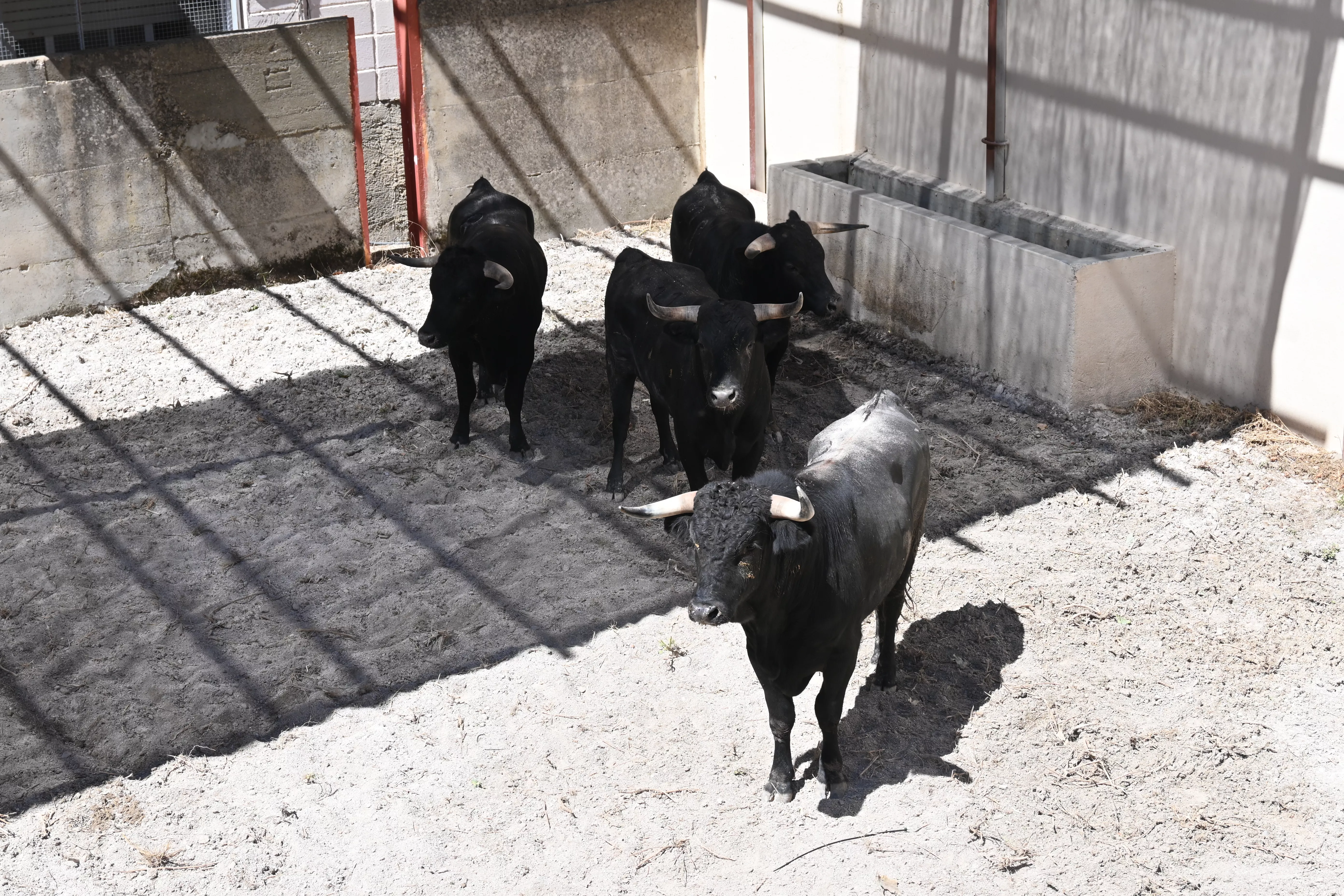 Novillos de las Hermanas Azcona. Foto: Carlos Jalle