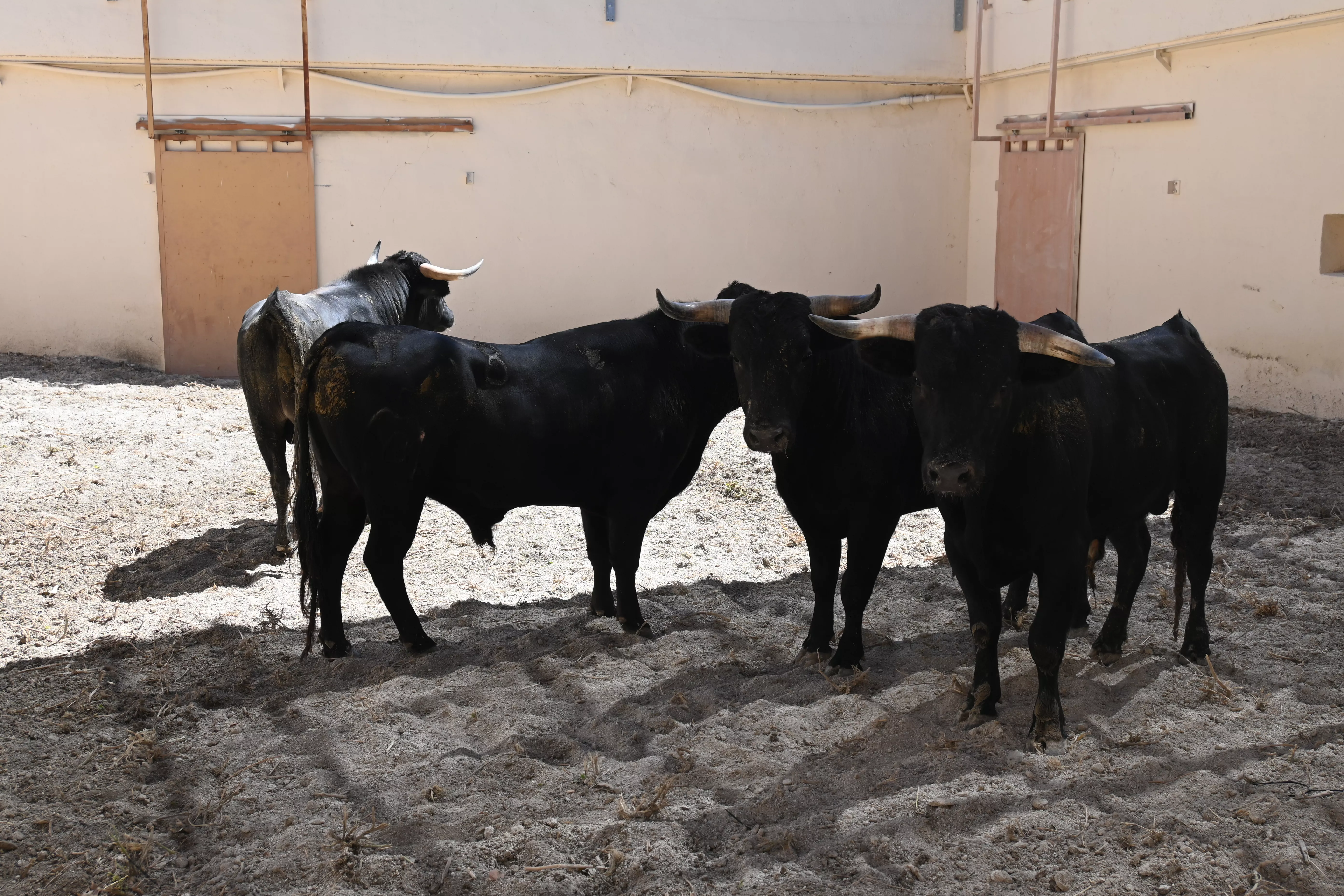 Novillos de las Hermanas Azcona. Foto: Carlos Jalle