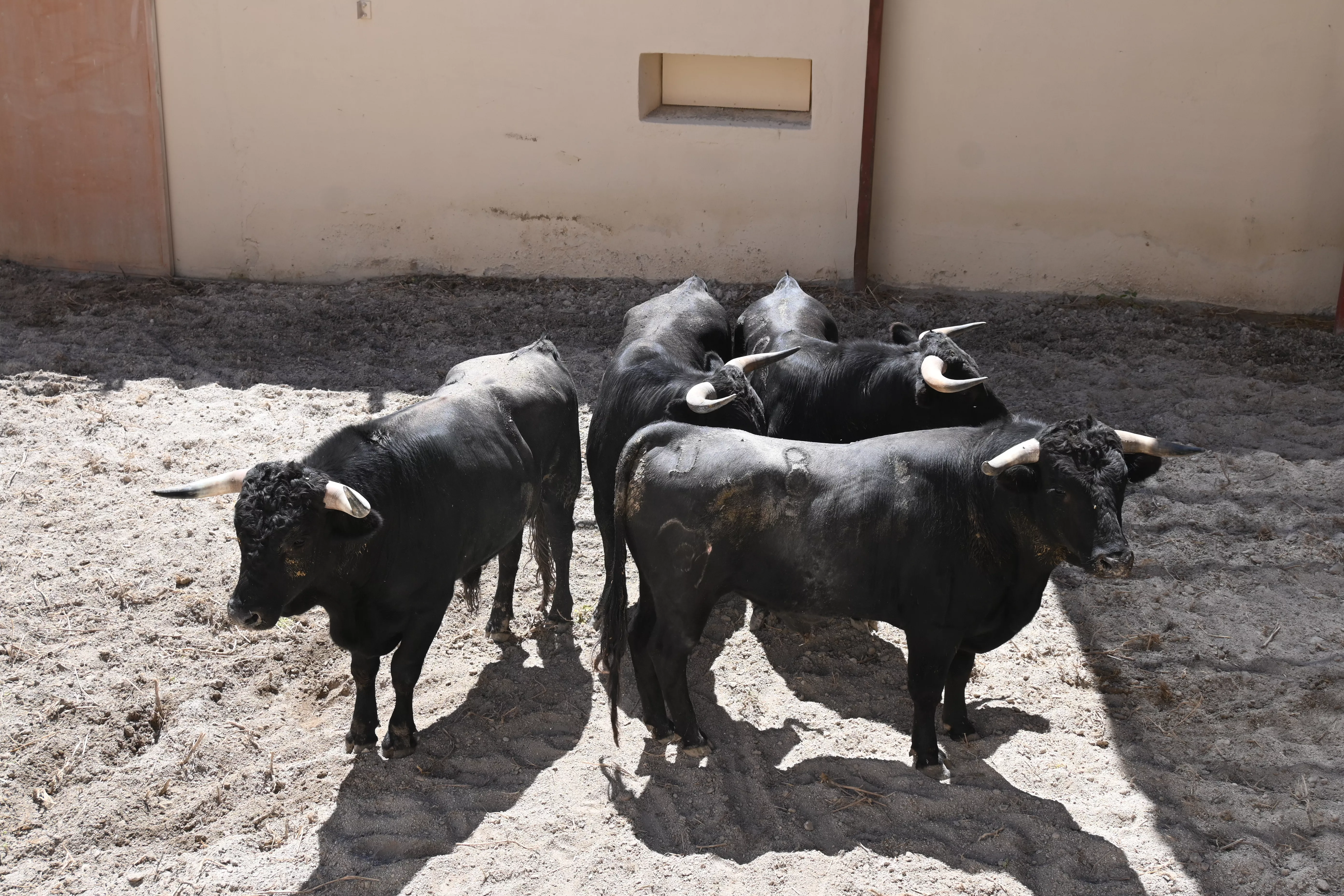 Novillos de las Hermanas Azcona. Foto: Carlos Jalle