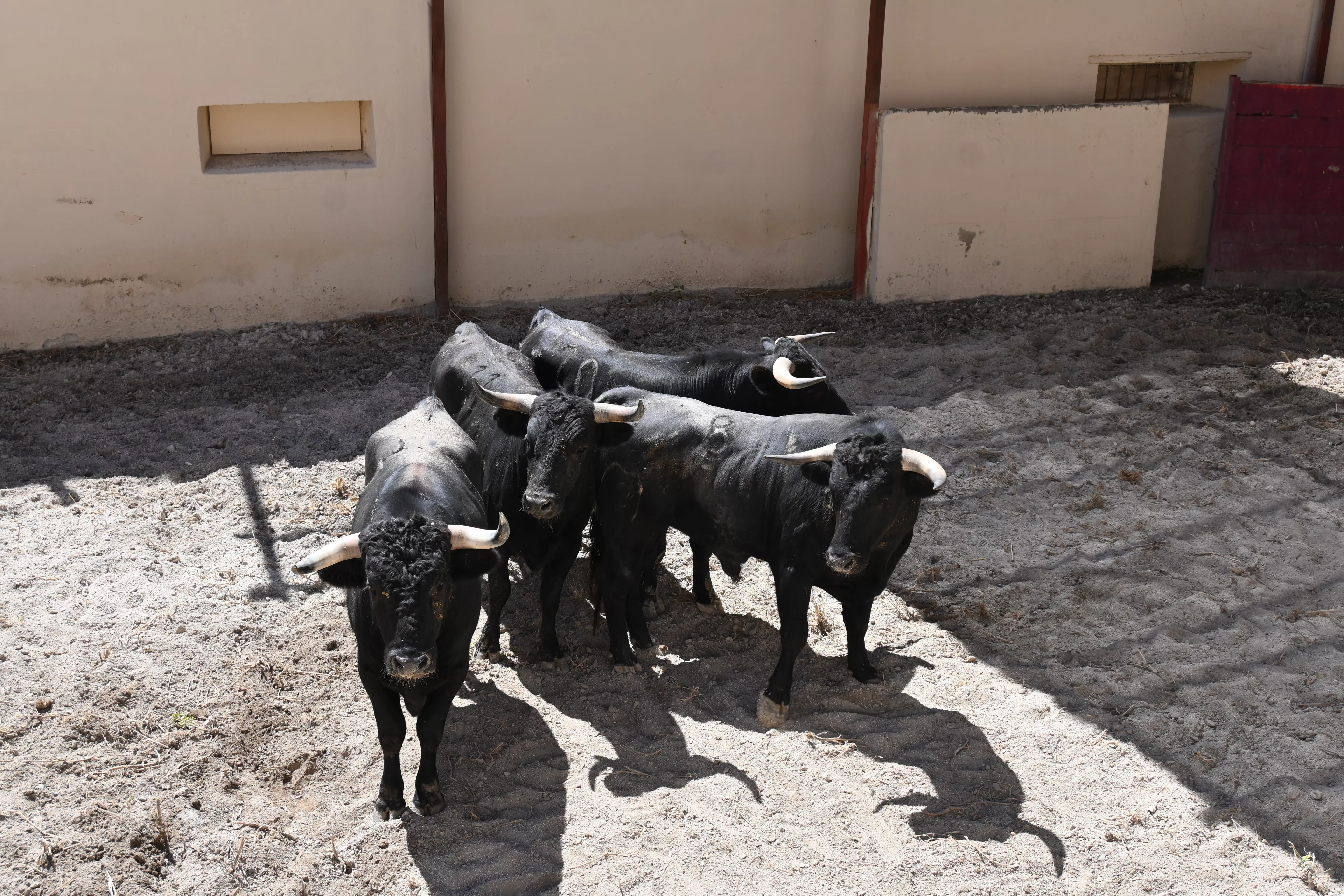 Novillos de las Hermanas Azcona. Foto: Carlos Jalle