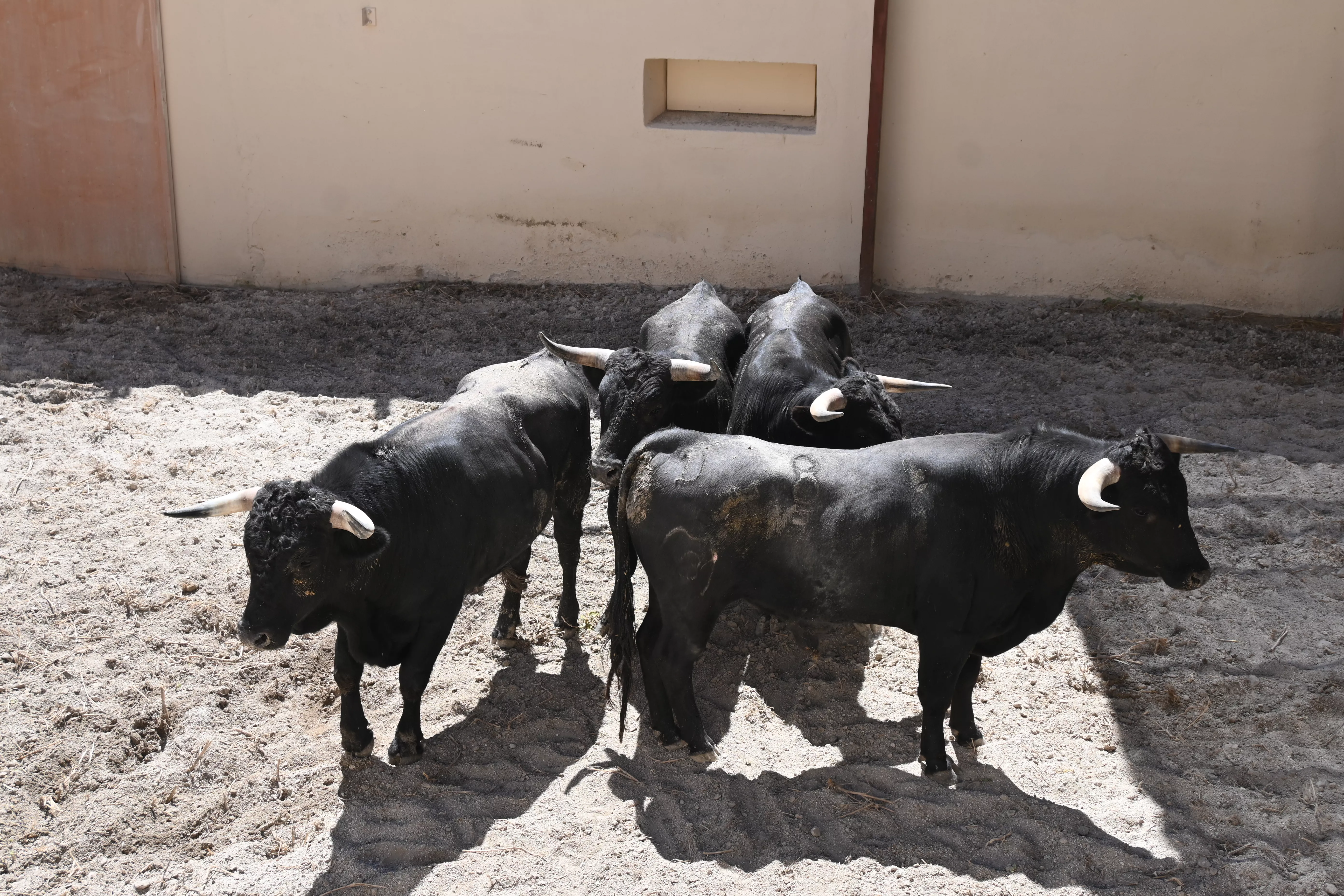 Novillos de las Hermanas Azcona. Foto: Carlos Jalle