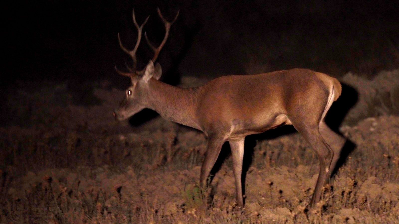 Fraga vela por el bienestar del ciervo durante la época de berrea