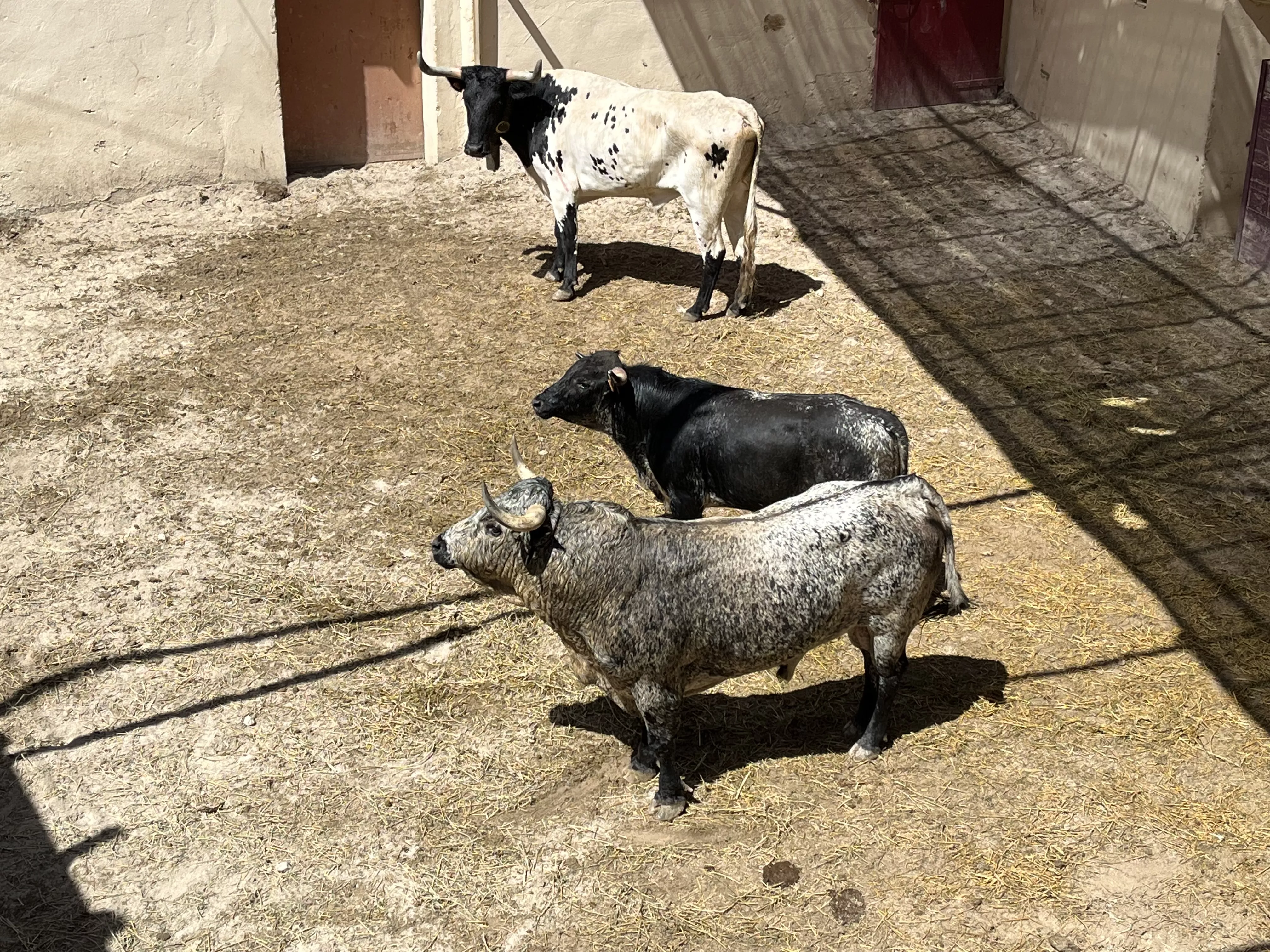 Toros de Los Maños en los corrales de Huesca. Foto: A. Mora