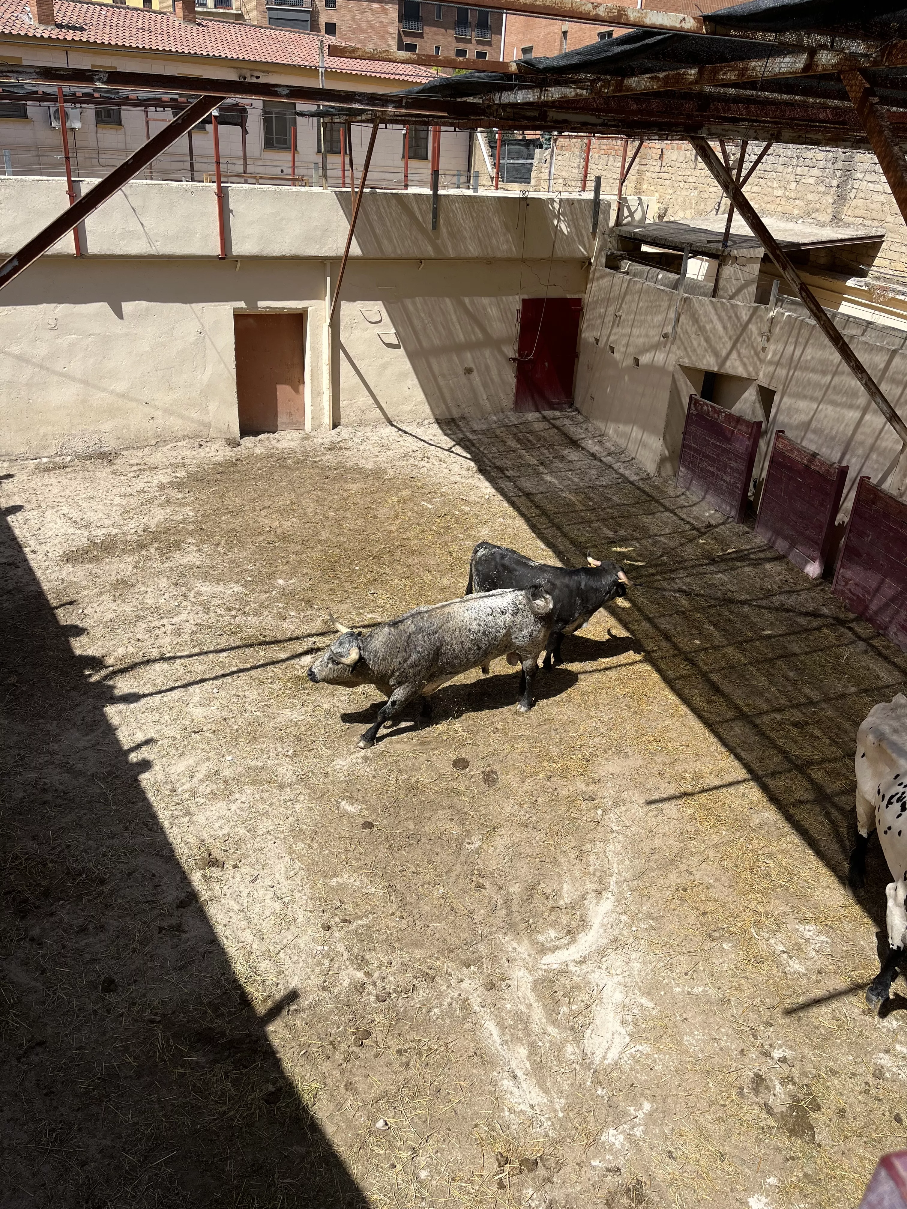 Toros de Los Maños en los corrales de Huesca. Foto: A. Mora