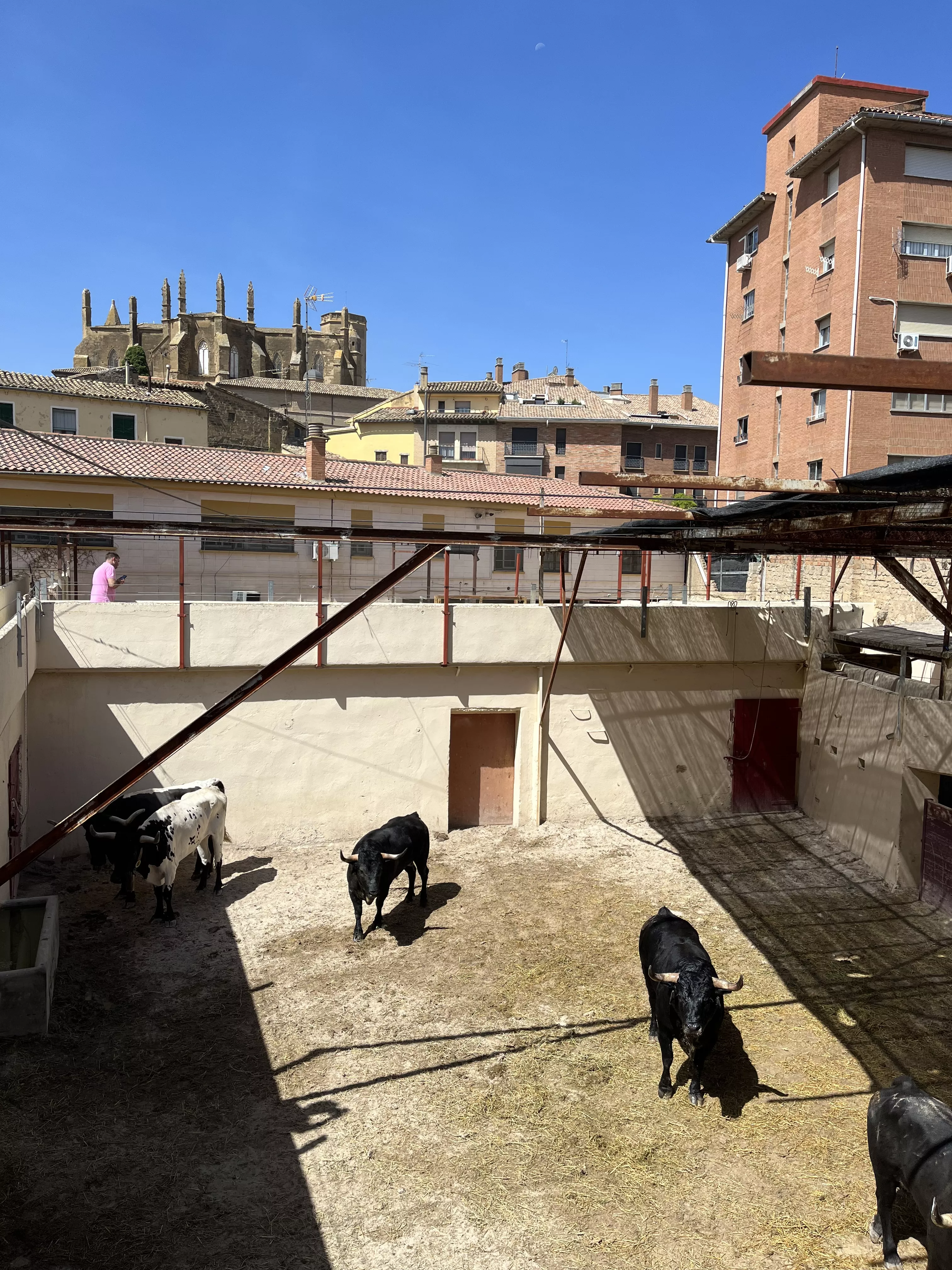 Toros de Los Maños en los corrales de Huesca. Foto: A. Mora