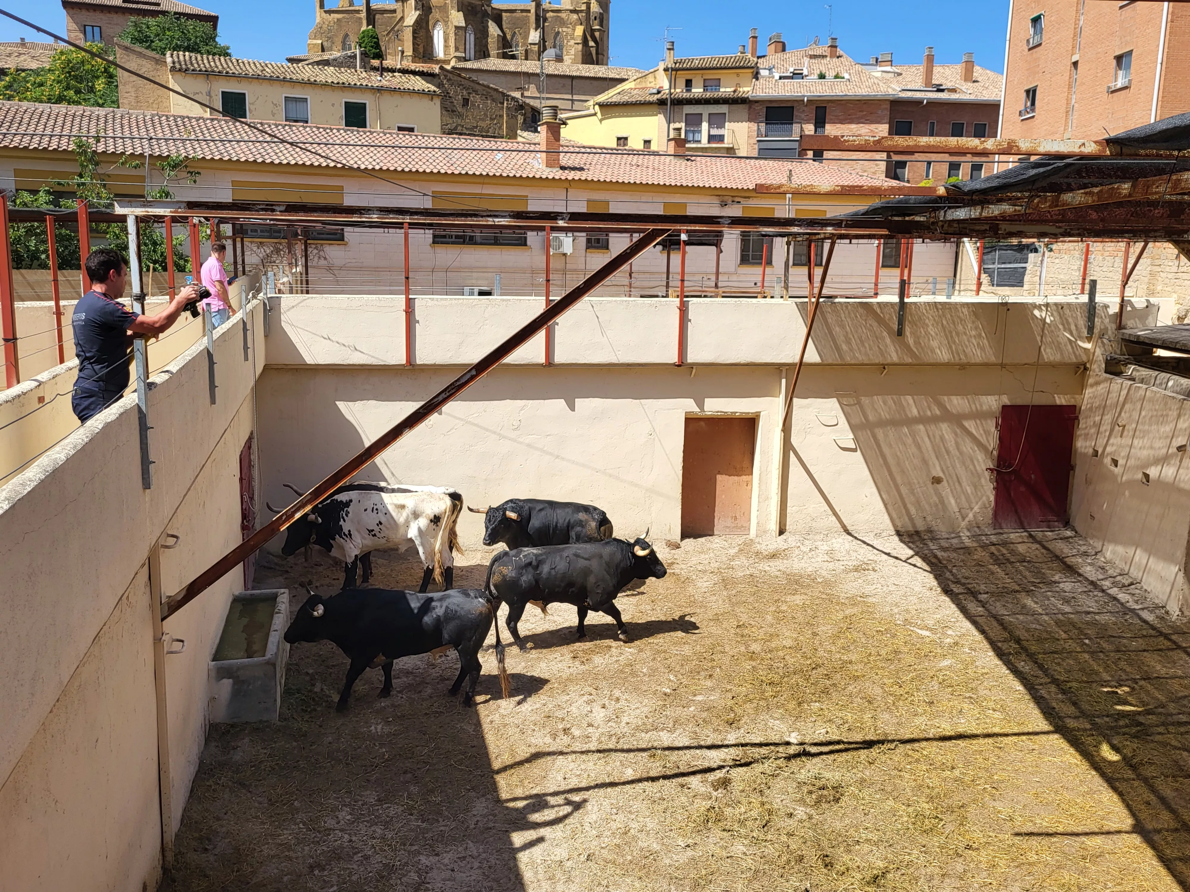 Toros de Los Maños en los corrales de Huesca. Foto: A. Mora