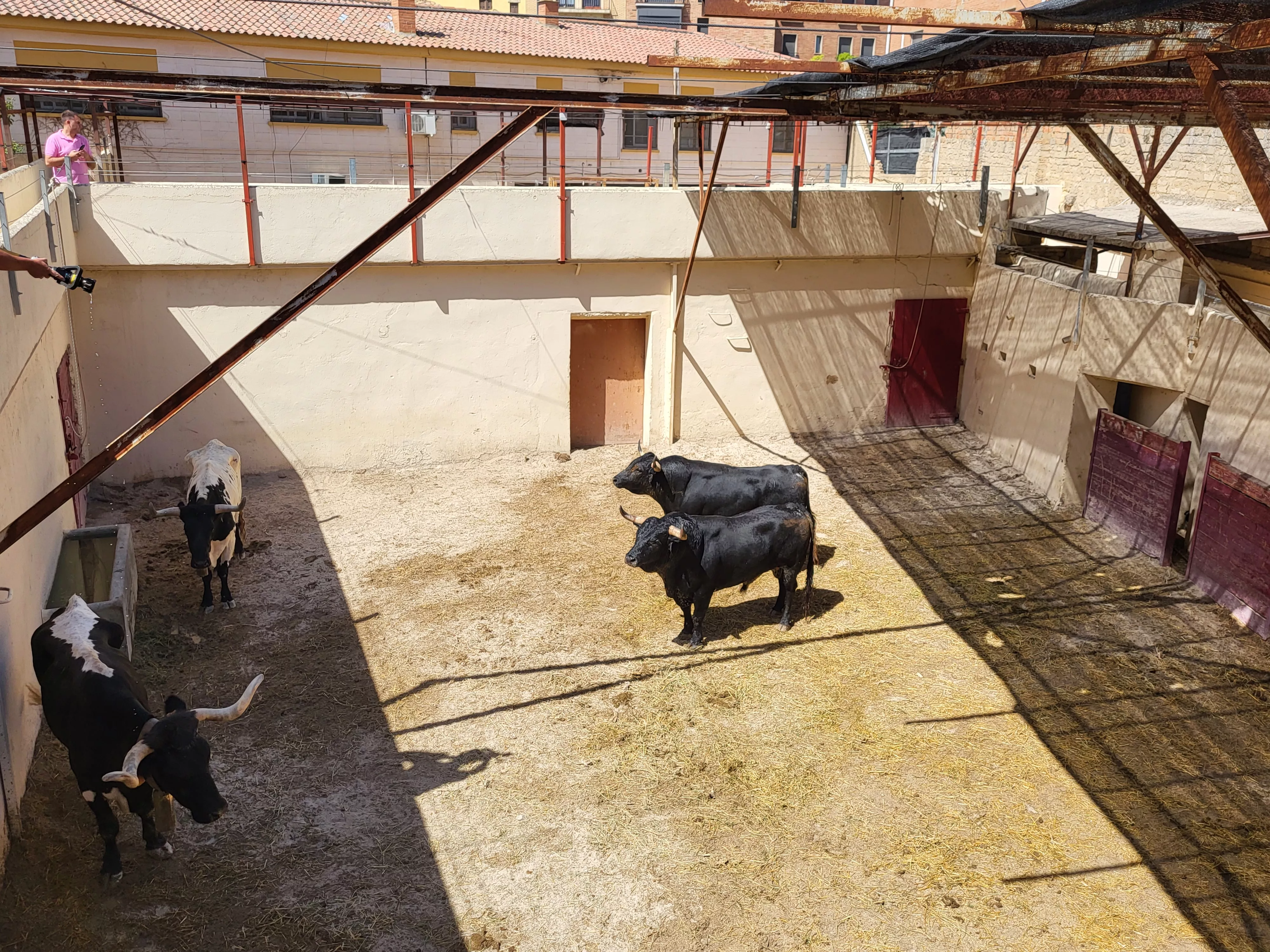 Toros de Los Maños en los corrales de Huesca. Foto: A. Mora
