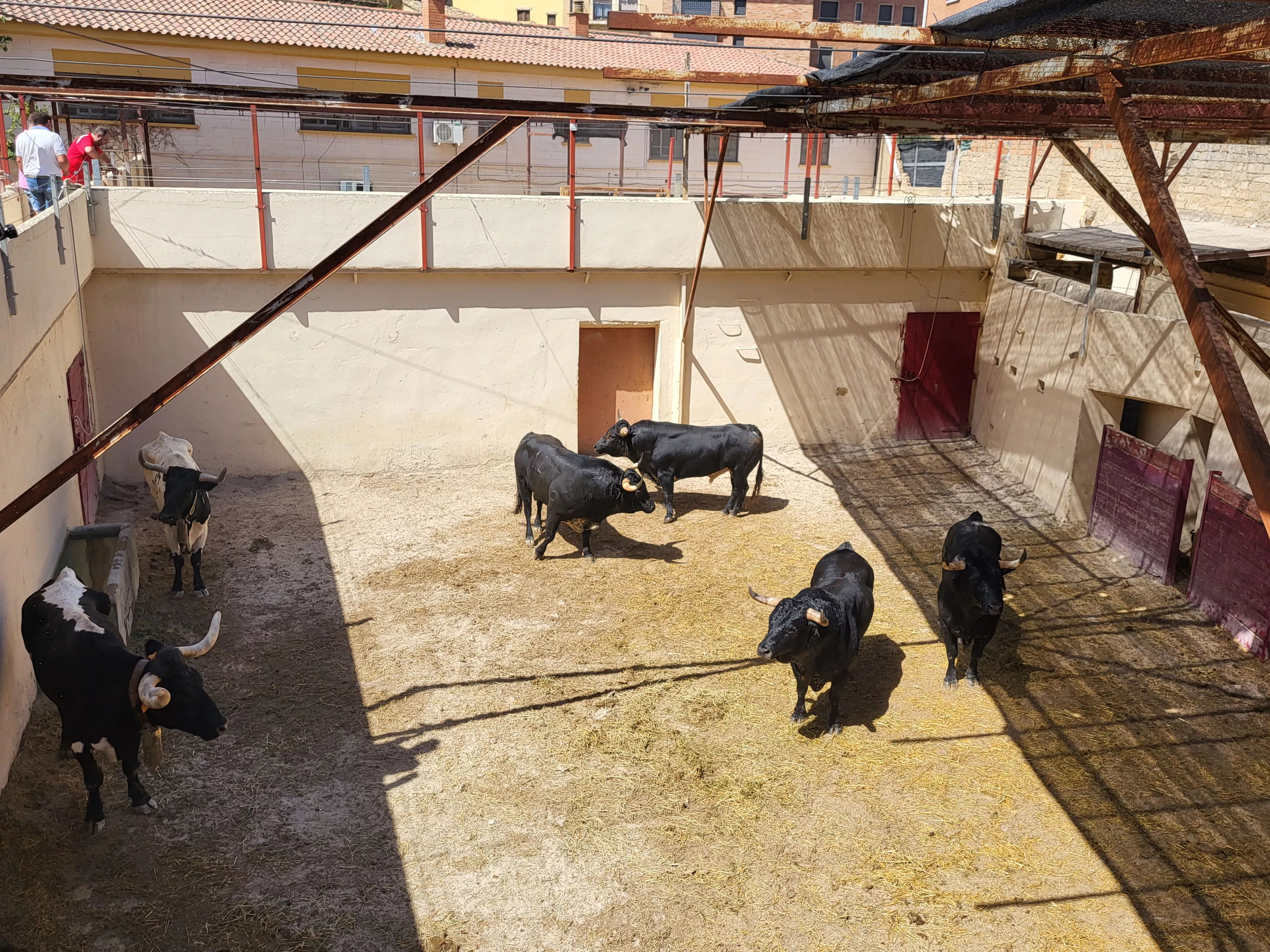 Toros de Los Maños en los corrales de Huesca. Foto: A. Mora