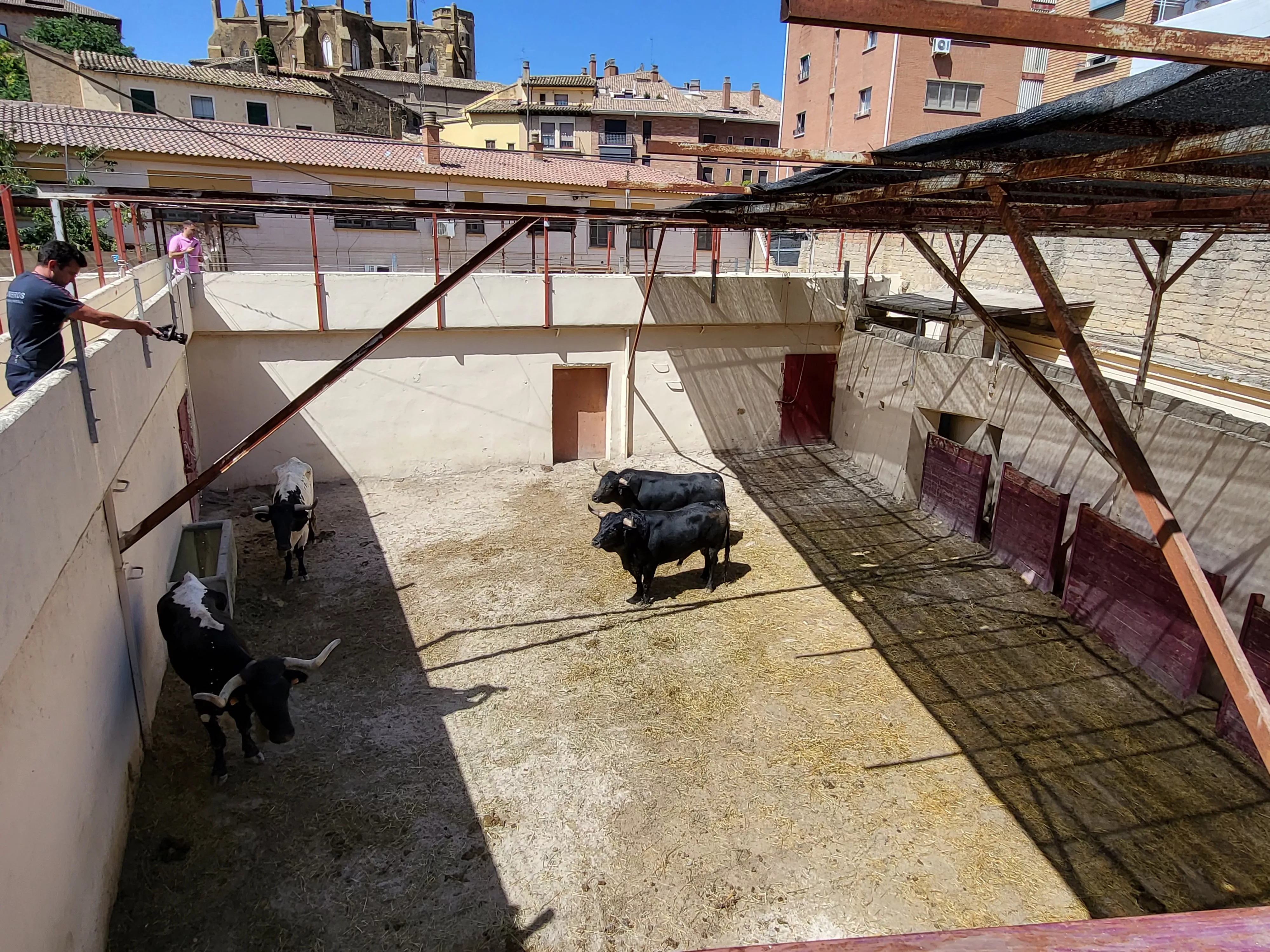 Toros de Los Maños en los corrales de Huesca. Foto: A. Mora